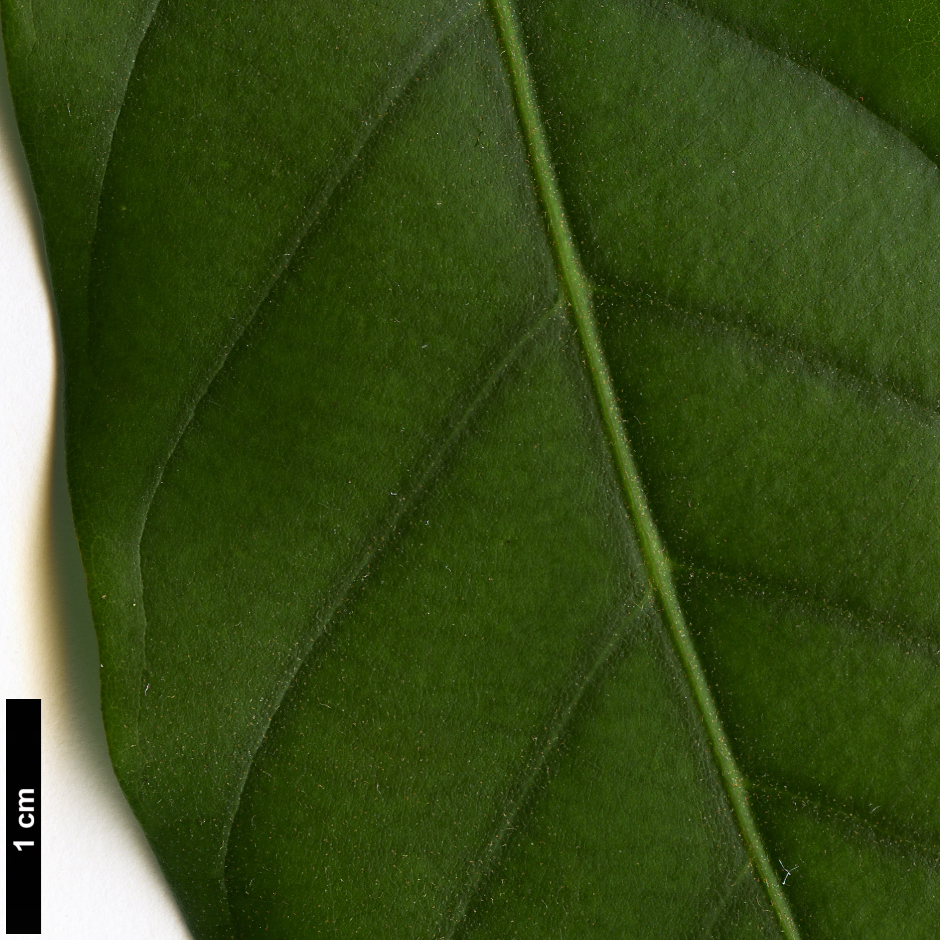 High resolution image: Family: Fagaceae - Genus: Lithocarpus - Taxon: kawakamii