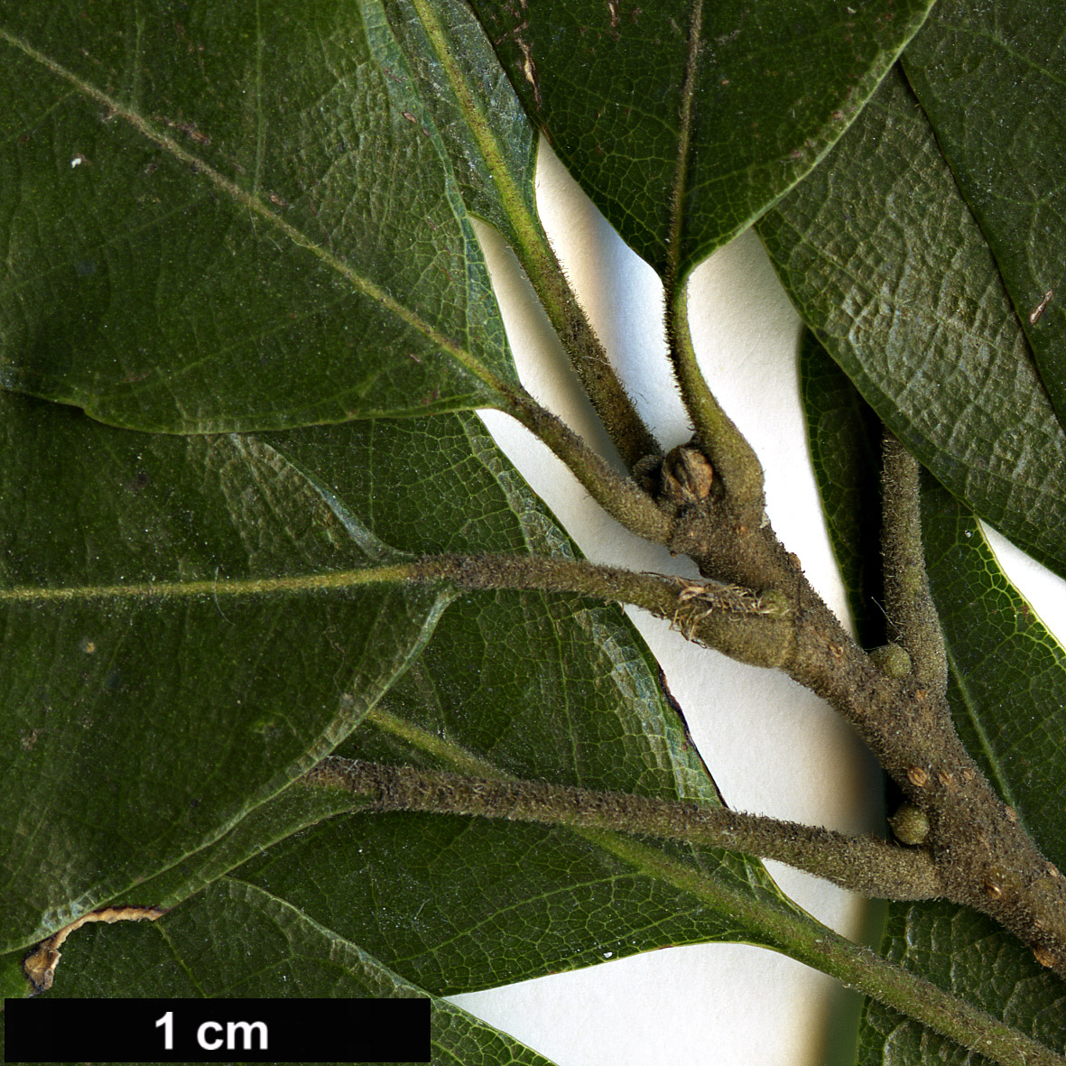 High resolution image: Family: Fagaceae - Genus: Lithocarpus - Taxon: konishii