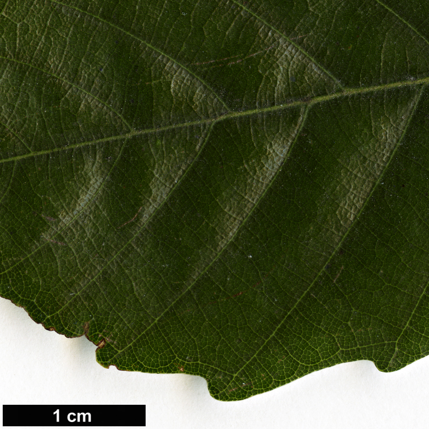 High resolution image: Family: Fagaceae - Genus: Lithocarpus - Taxon: konishii