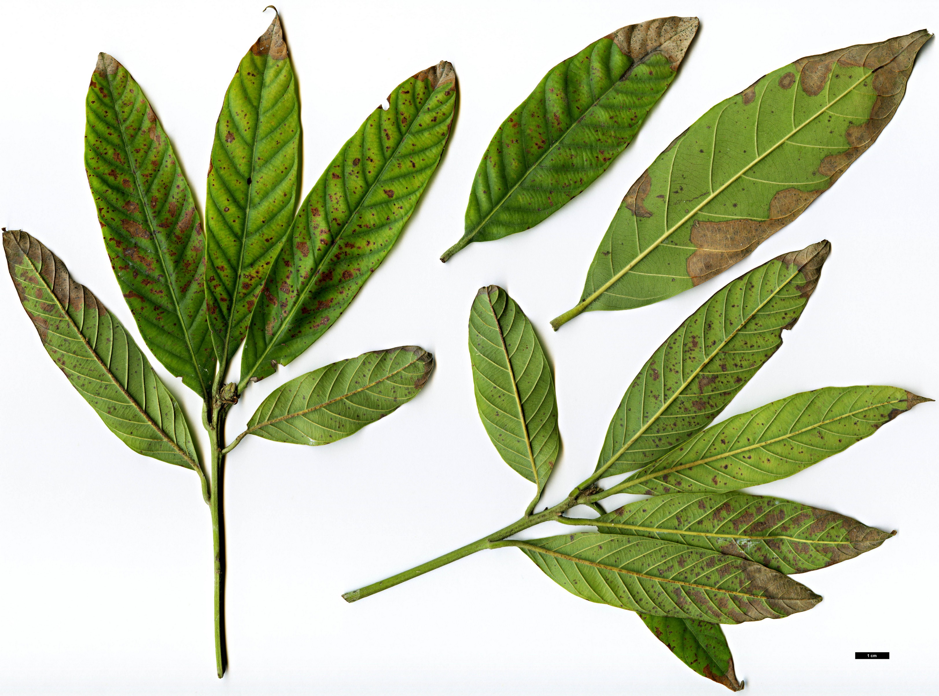 High resolution image: Family: Fagaceae - Genus: Lithocarpus - Taxon: lepidocarpus