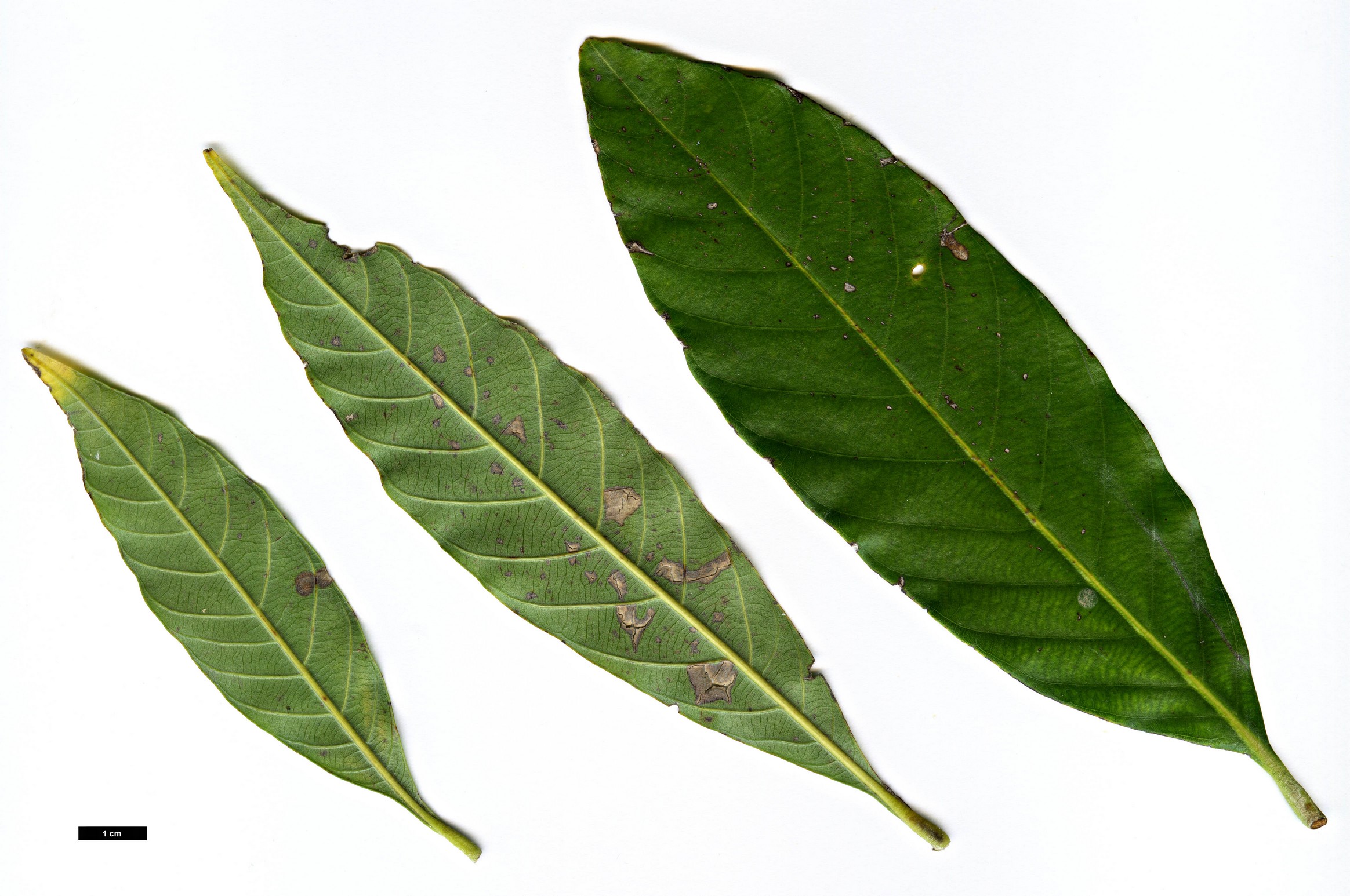 High resolution image: Family: Fagaceae - Genus: Lithocarpus - Taxon: lepidocarpus