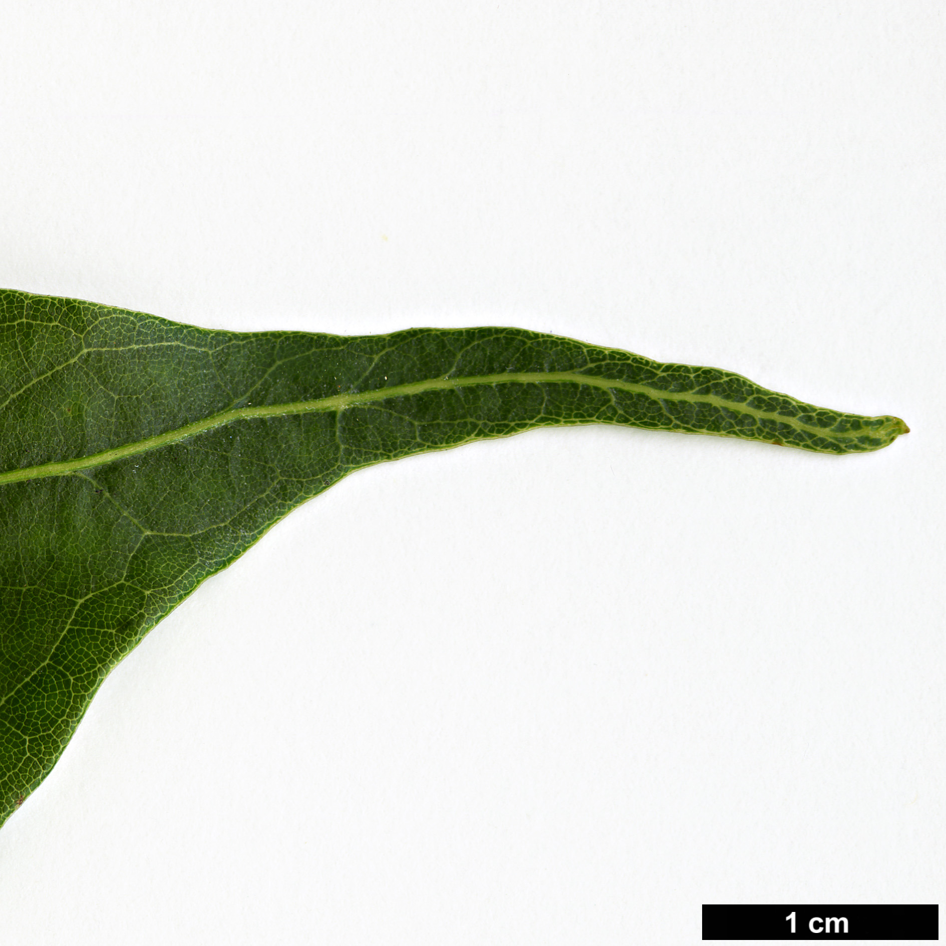 High resolution image: Family: Fagaceae - Genus: Lithocarpus - Taxon: pachyphyllus