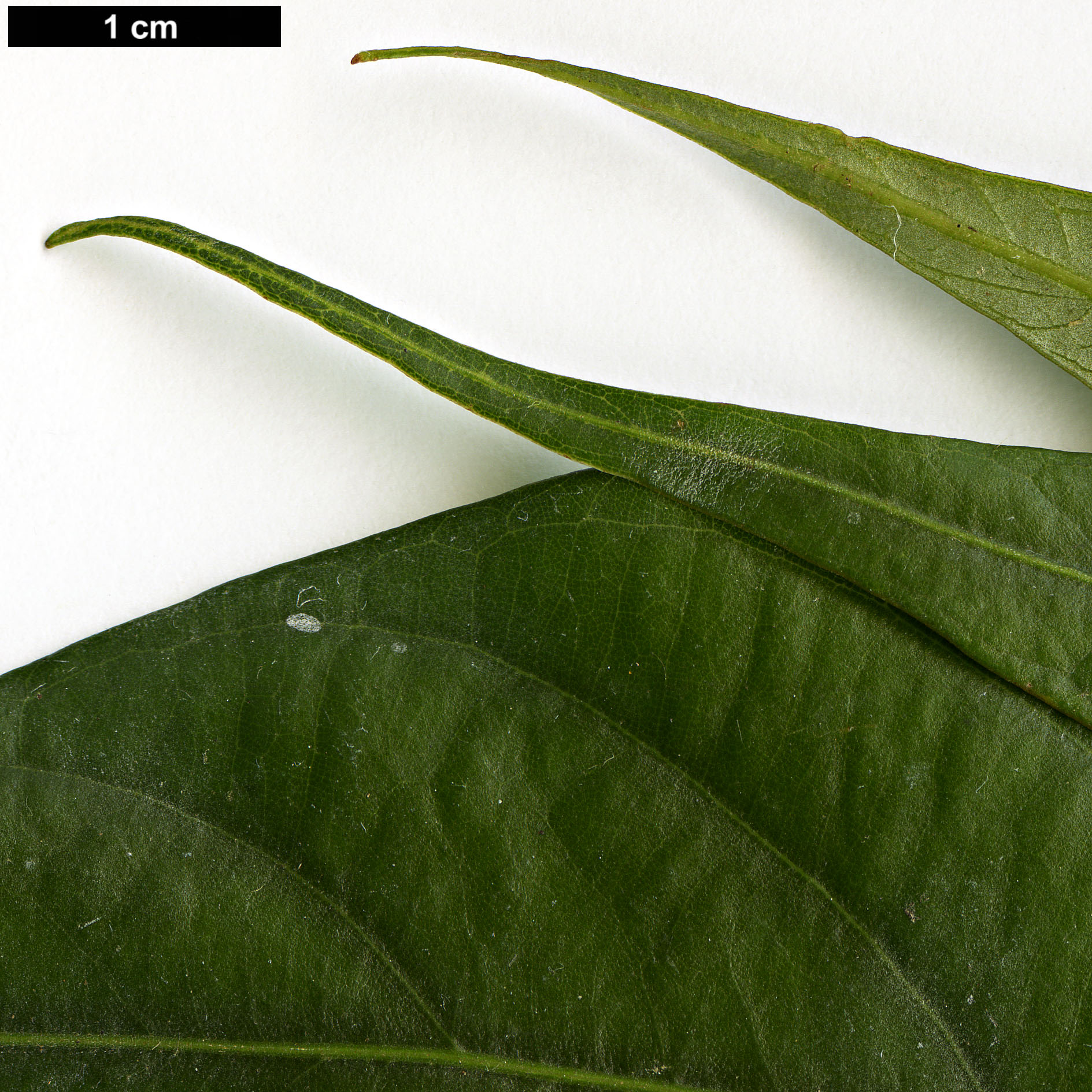 High resolution image: Family: Fagaceae - Genus: Lithocarpus - Taxon: pachyphyllus