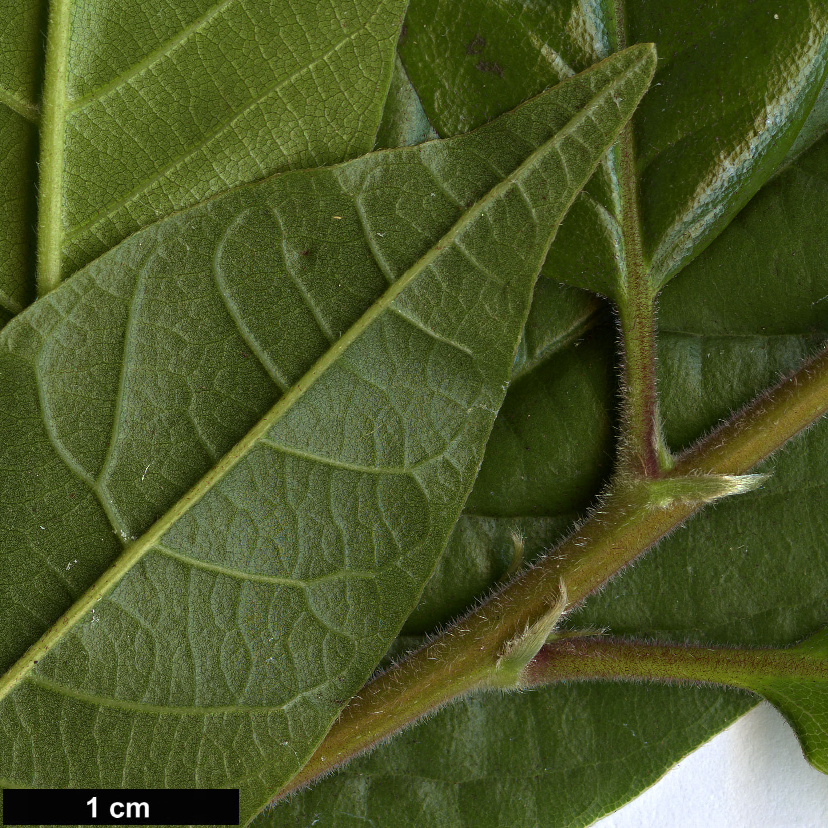 High resolution image: Family: Fagaceae - Genus: Lithocarpus - Taxon: quercifolius