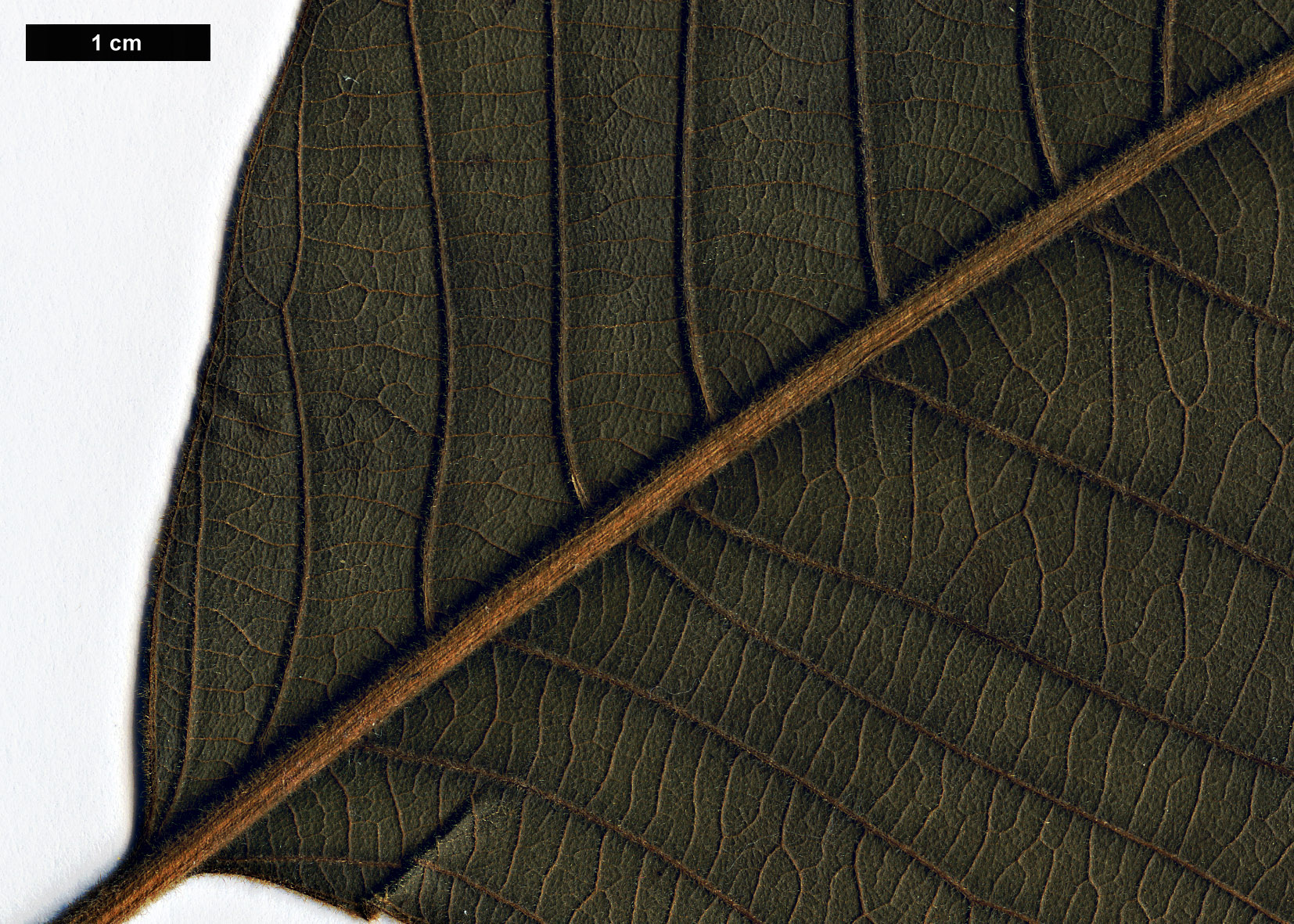 High resolution image: Family: Fagaceae - Genus: Lithocarpus - Taxon: uvariifolius
