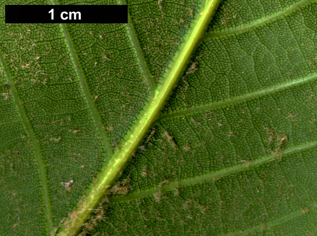 High resolution image: Family: Fagaceae - Genus: Quercus - Taxon: acuta