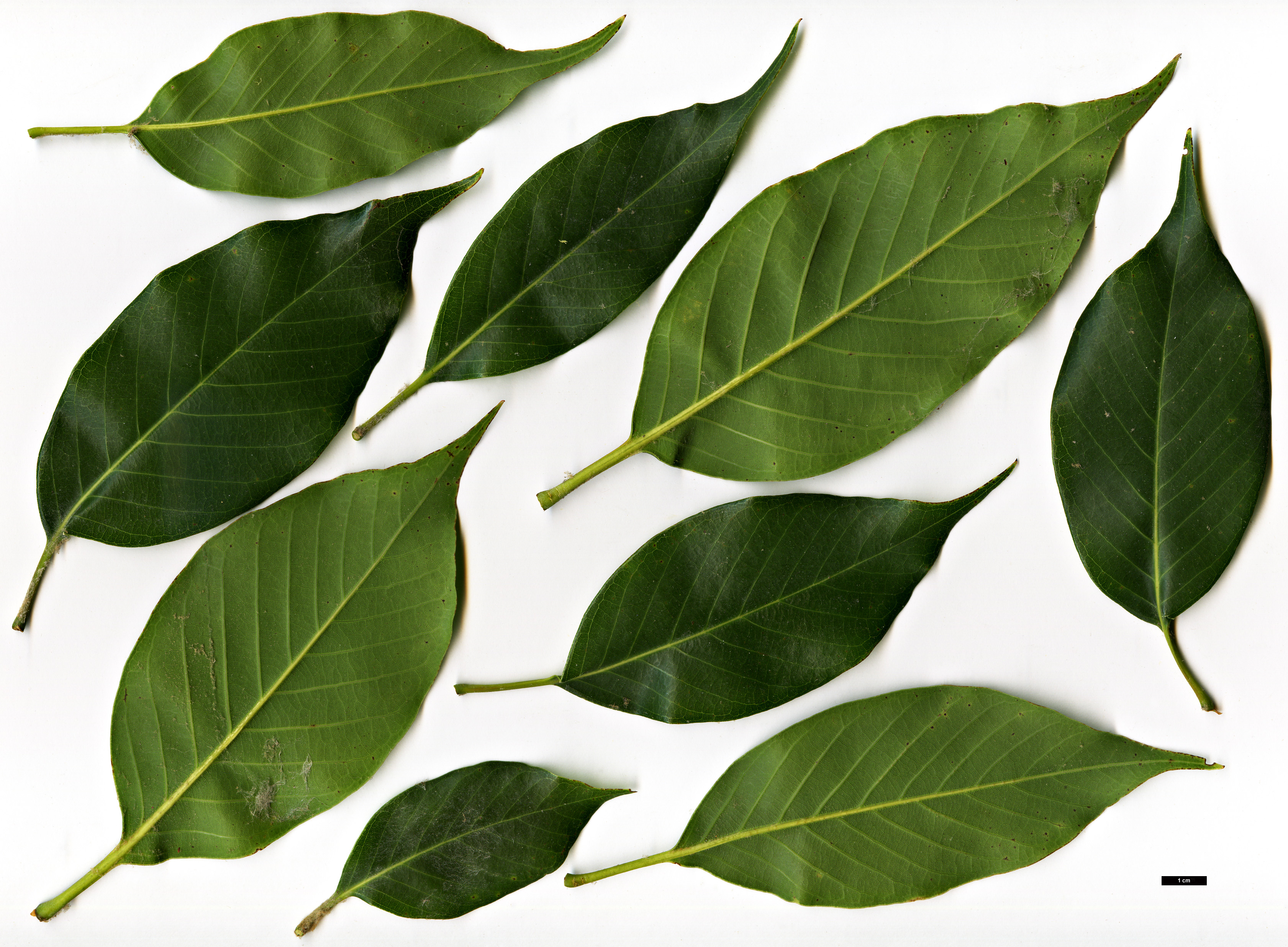 High resolution image: Family: Fagaceae - Genus: Quercus - Taxon: acuta