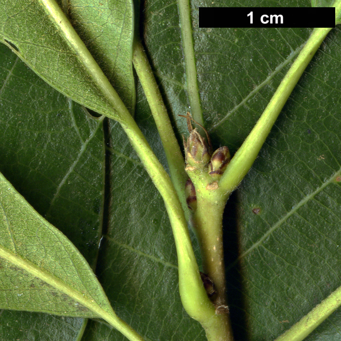 High resolution image: Family: Fagaceae - Genus: Quercus - Taxon: acutissima