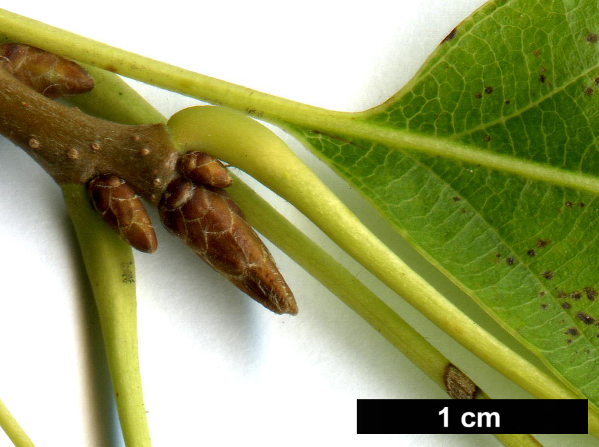High resolution image: Family: Fagaceae - Genus: Quercus - Taxon: acutissima