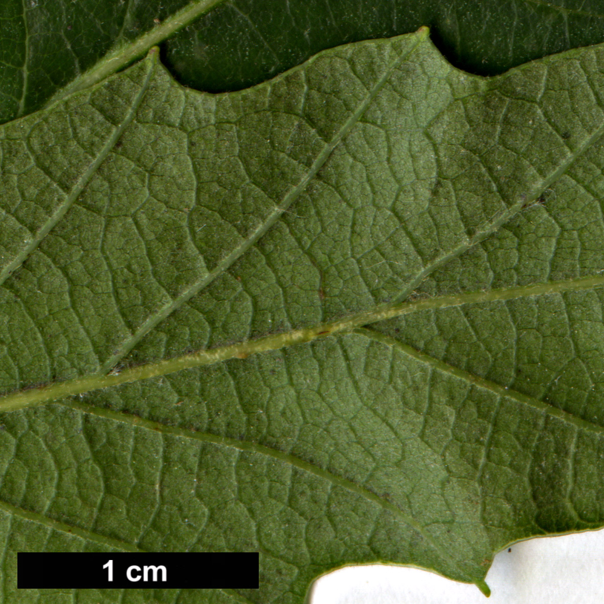 High resolution image: Family: Fagaceae - Genus: Quercus - Taxon: afares