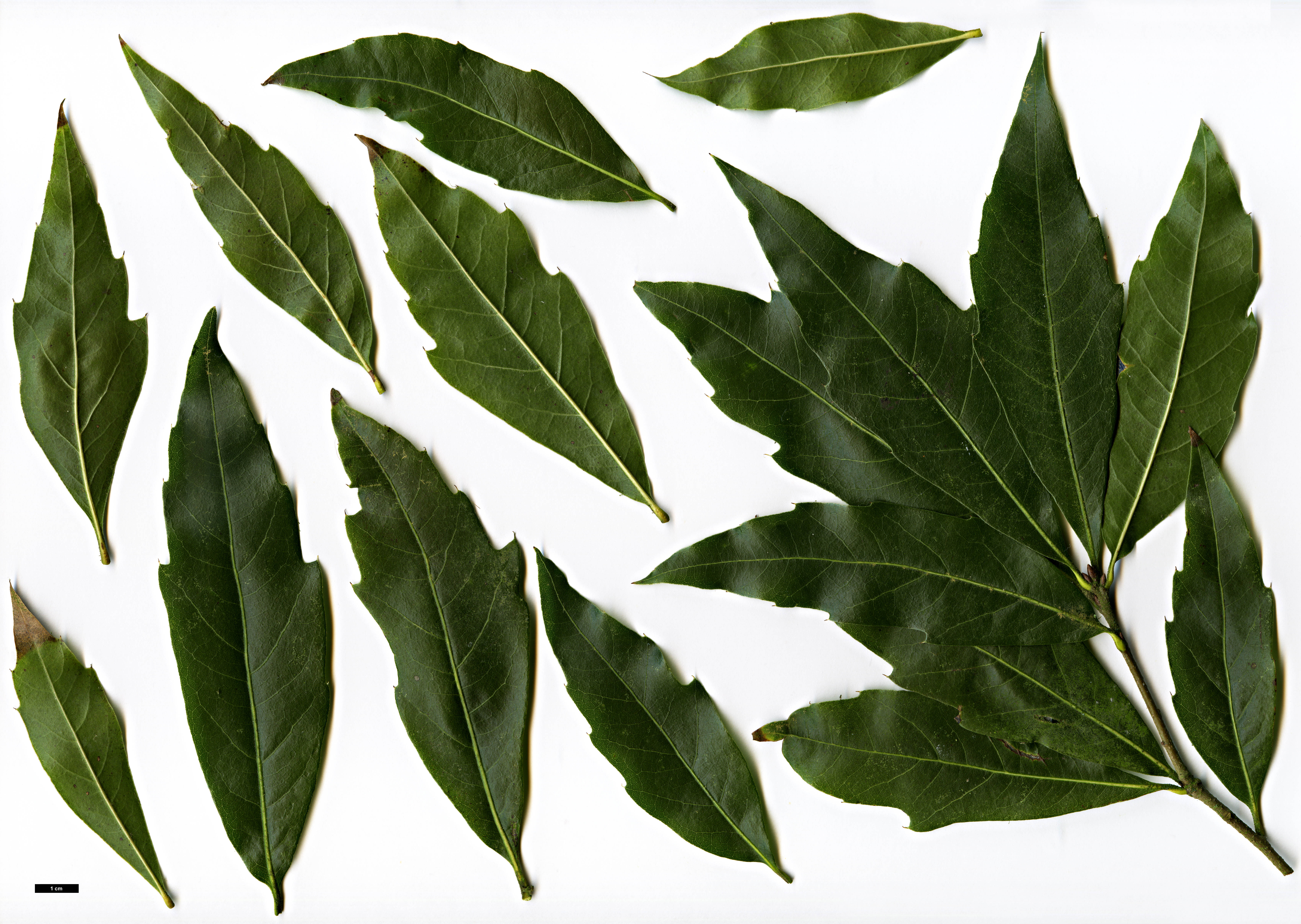High resolution image: Family: Fagaceae - Genus: Quercus - Taxon: affinis