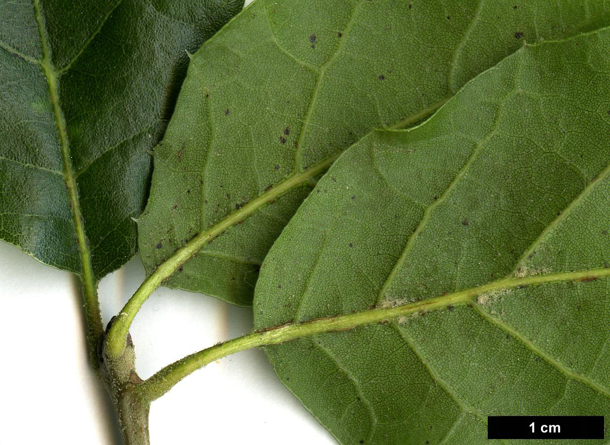 High resolution image: Family: Fagaceae - Genus: Quercus - Taxon: agrifolia