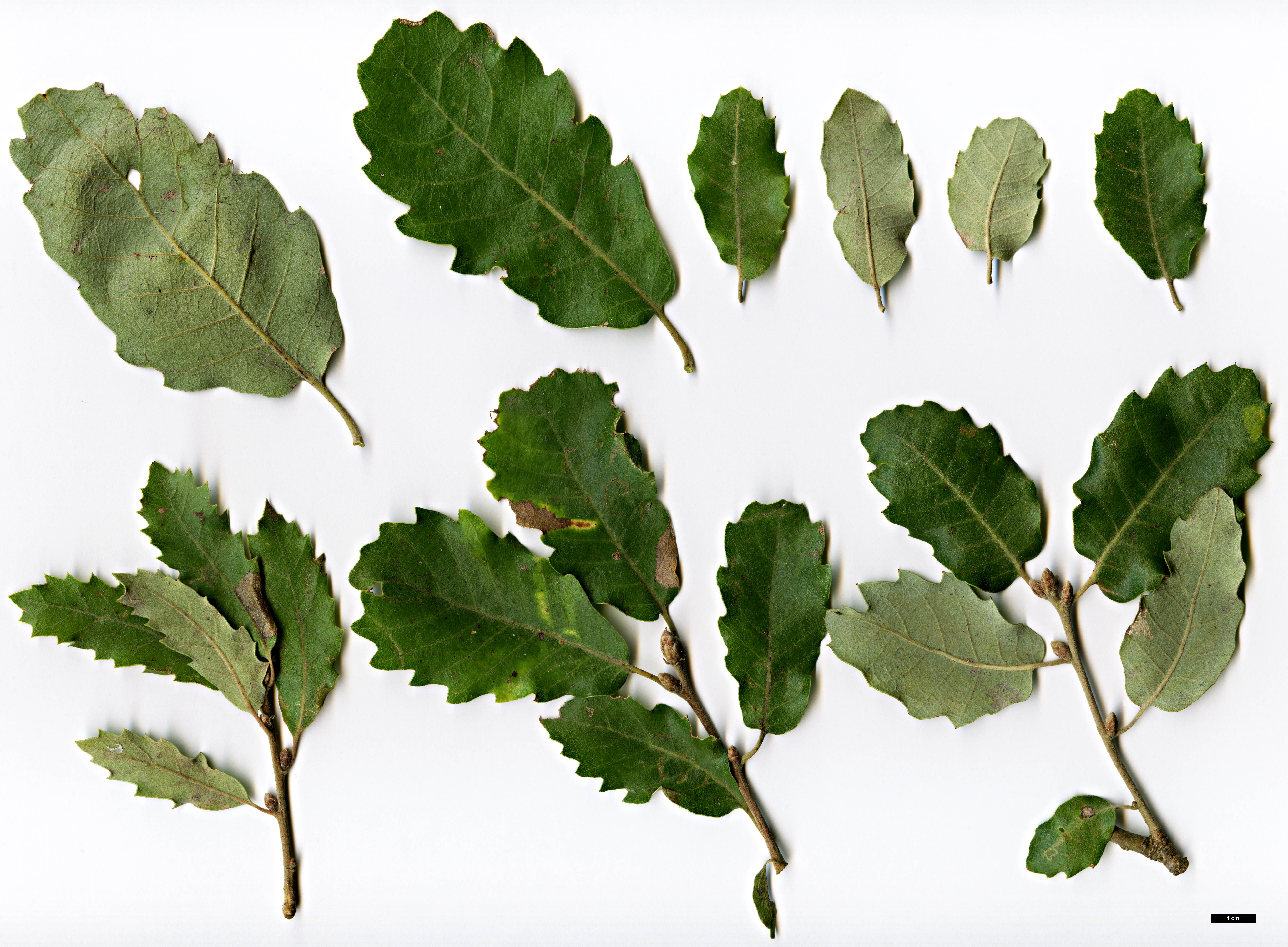 High resolution image: Family: Fagaceae - Genus: Quercus - Taxon: alentejana