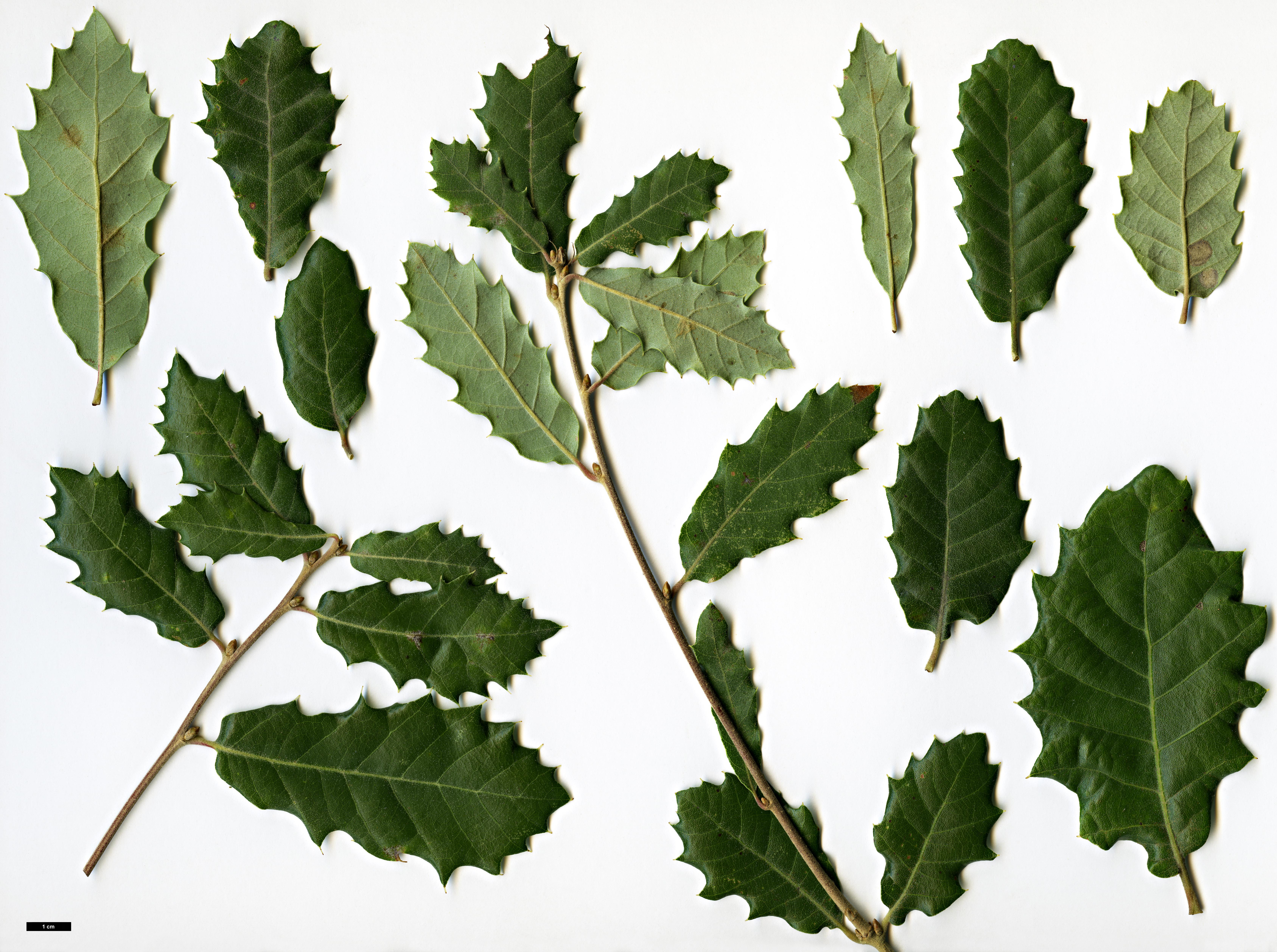High resolution image: Family: Fagaceae - Genus: Quercus - Taxon: alentejana