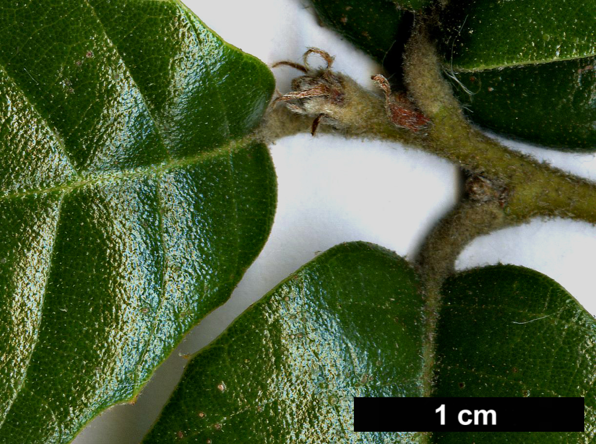 High resolution image: Family: Fagaceae - Genus: Quercus - Taxon: alnifolia