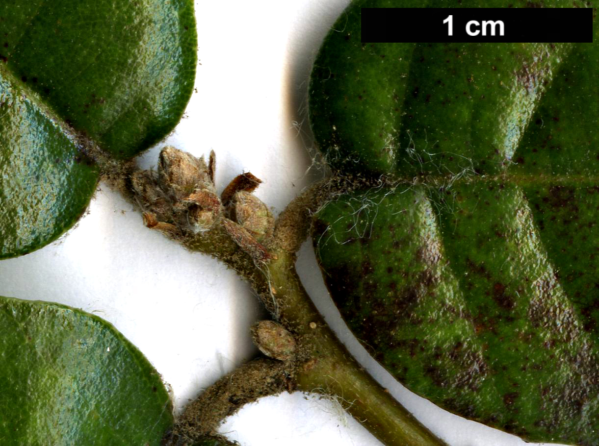 High resolution image: Family: Fagaceae - Genus: Quercus - Taxon: alnifolia