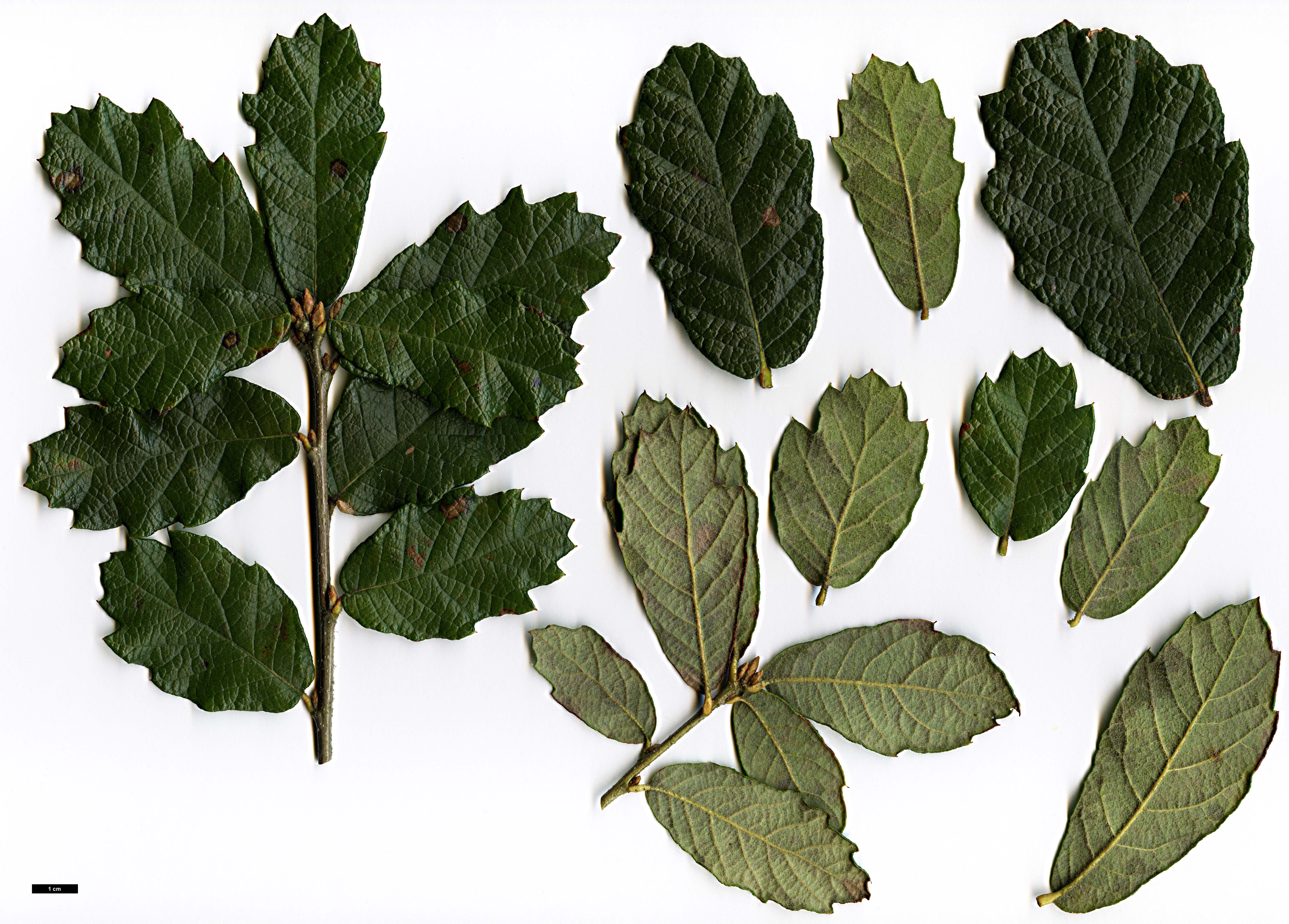 High resolution image: Family: Fagaceae - Genus: Quercus - Taxon: ariifolia