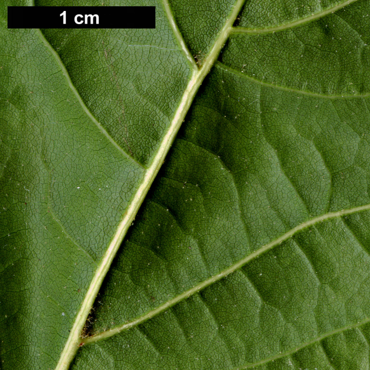 High resolution image: Family: Fagaceae - Genus: Quercus - Taxon: arkansana