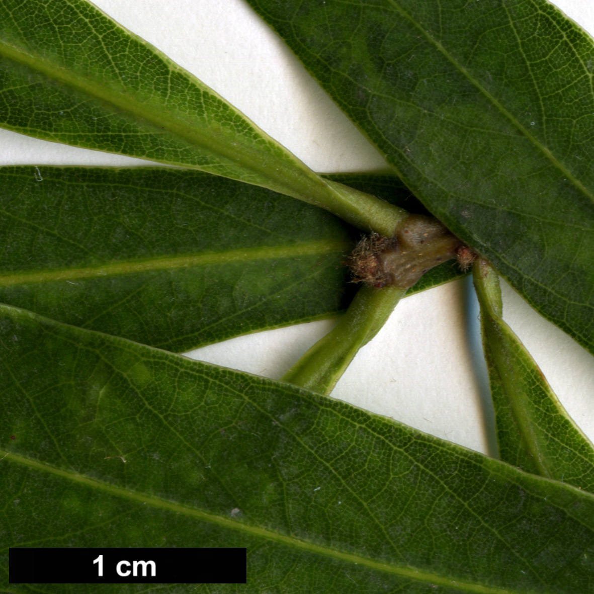 High resolution image: Family: Fagaceae - Genus: Quercus - Taxon: bambusifolia