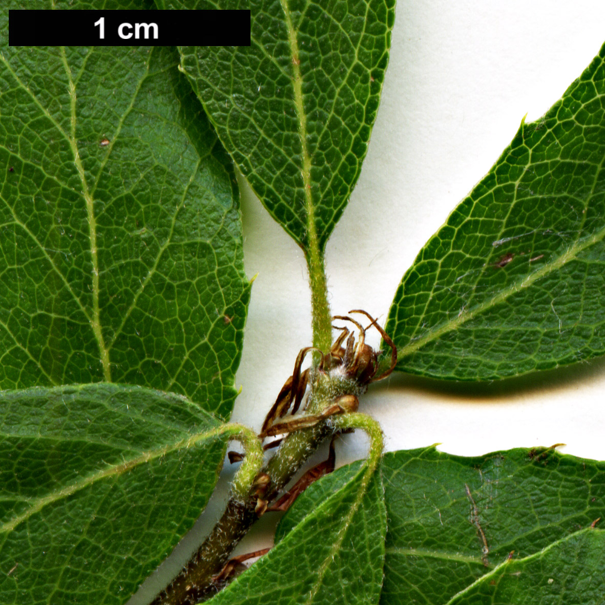 High resolution image: Family: Fagaceae - Genus: Quercus - Taxon: baronii
