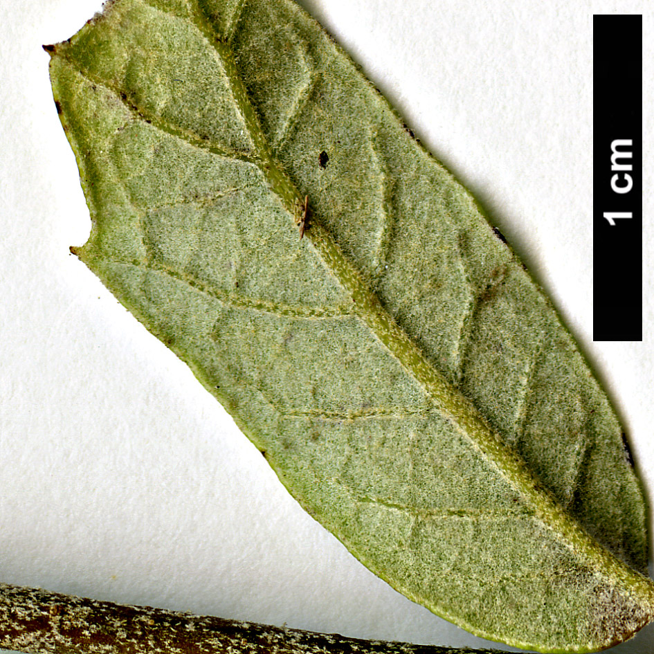 High resolution image: Family: Fagaceae - Genus: Quercus - Taxon: barrancana