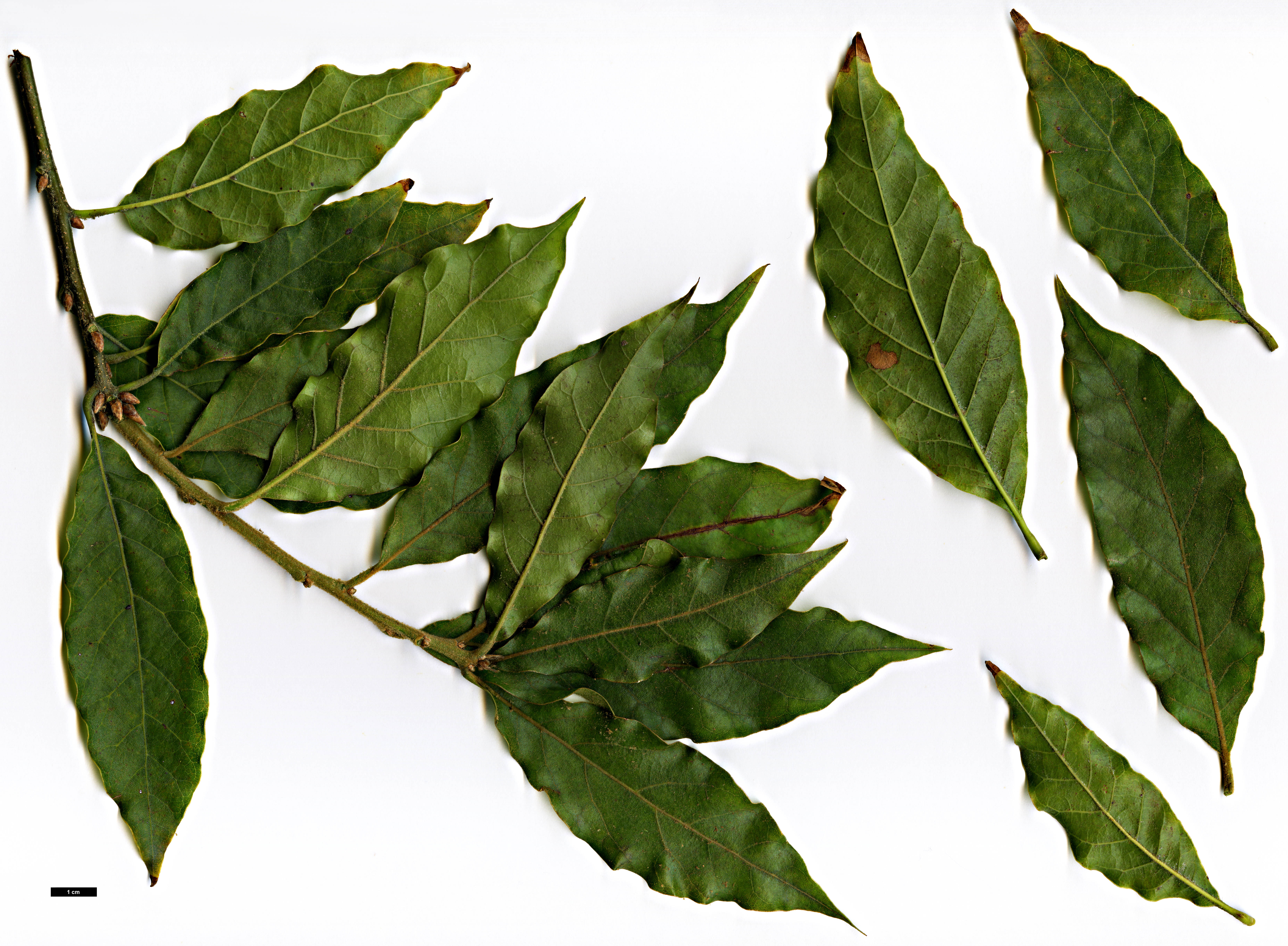 High resolution image: Family: Fagaceae - Genus: Quercus - Taxon: benthamii