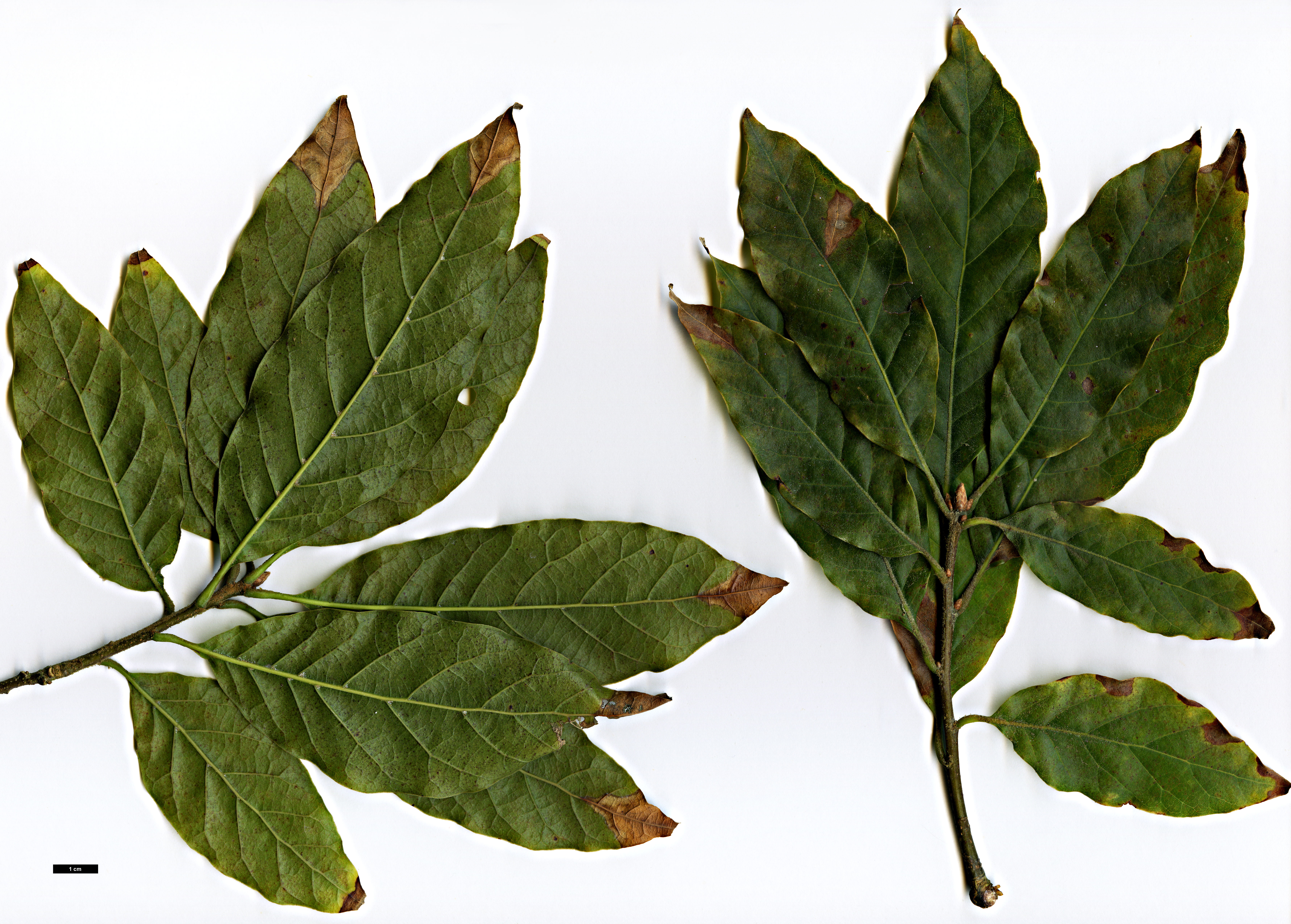 High resolution image: Family: Fagaceae - Genus: Quercus - Taxon: benthamii