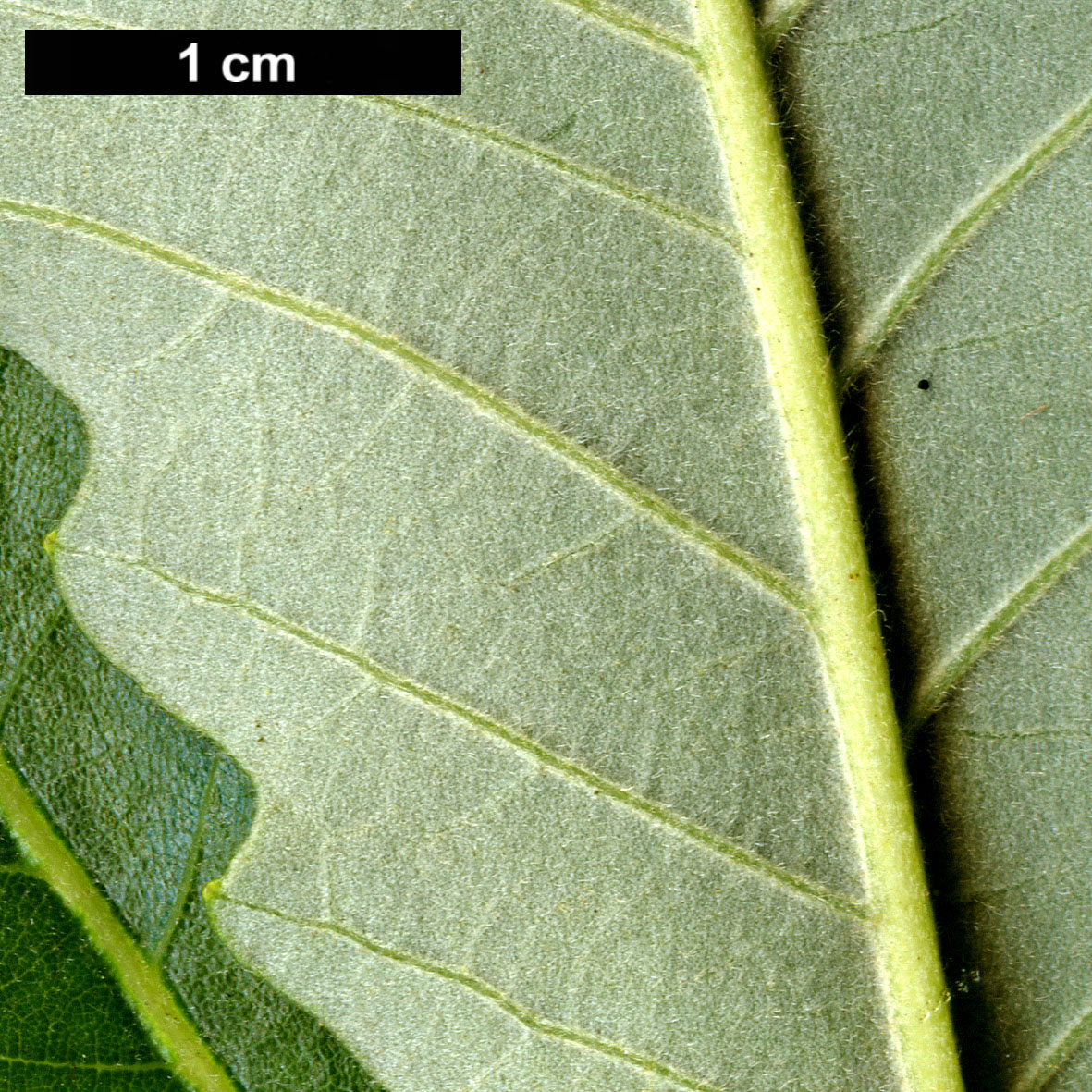 High resolution image: Family: Fagaceae - Genus: Quercus - Taxon: bicolor