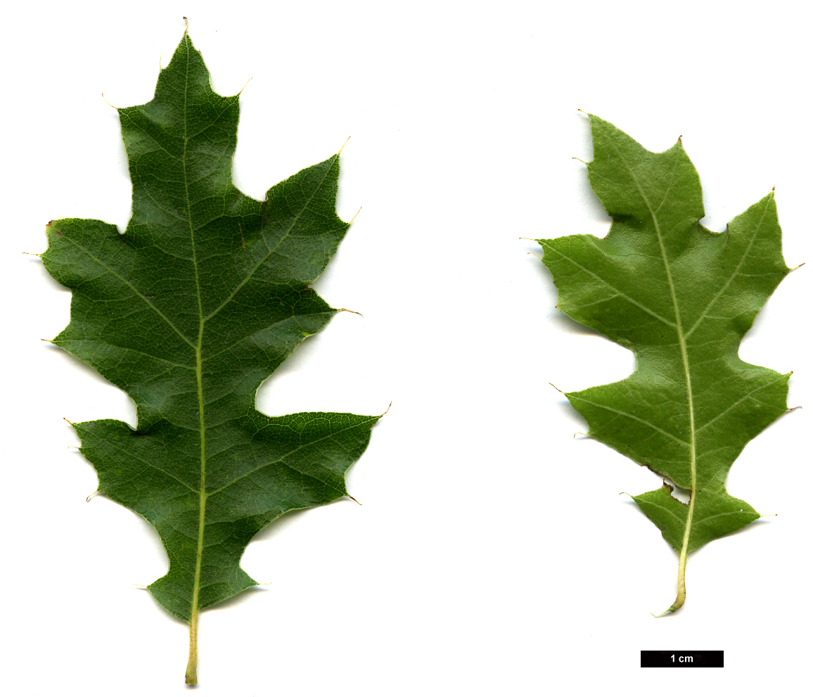 High resolution image: Family: Fagaceae - Genus: Quercus - Taxon: buckleyi