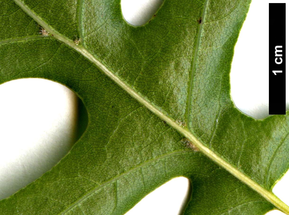 High resolution image: Family: Fagaceae - Genus: Quercus - Taxon: buckleyi
