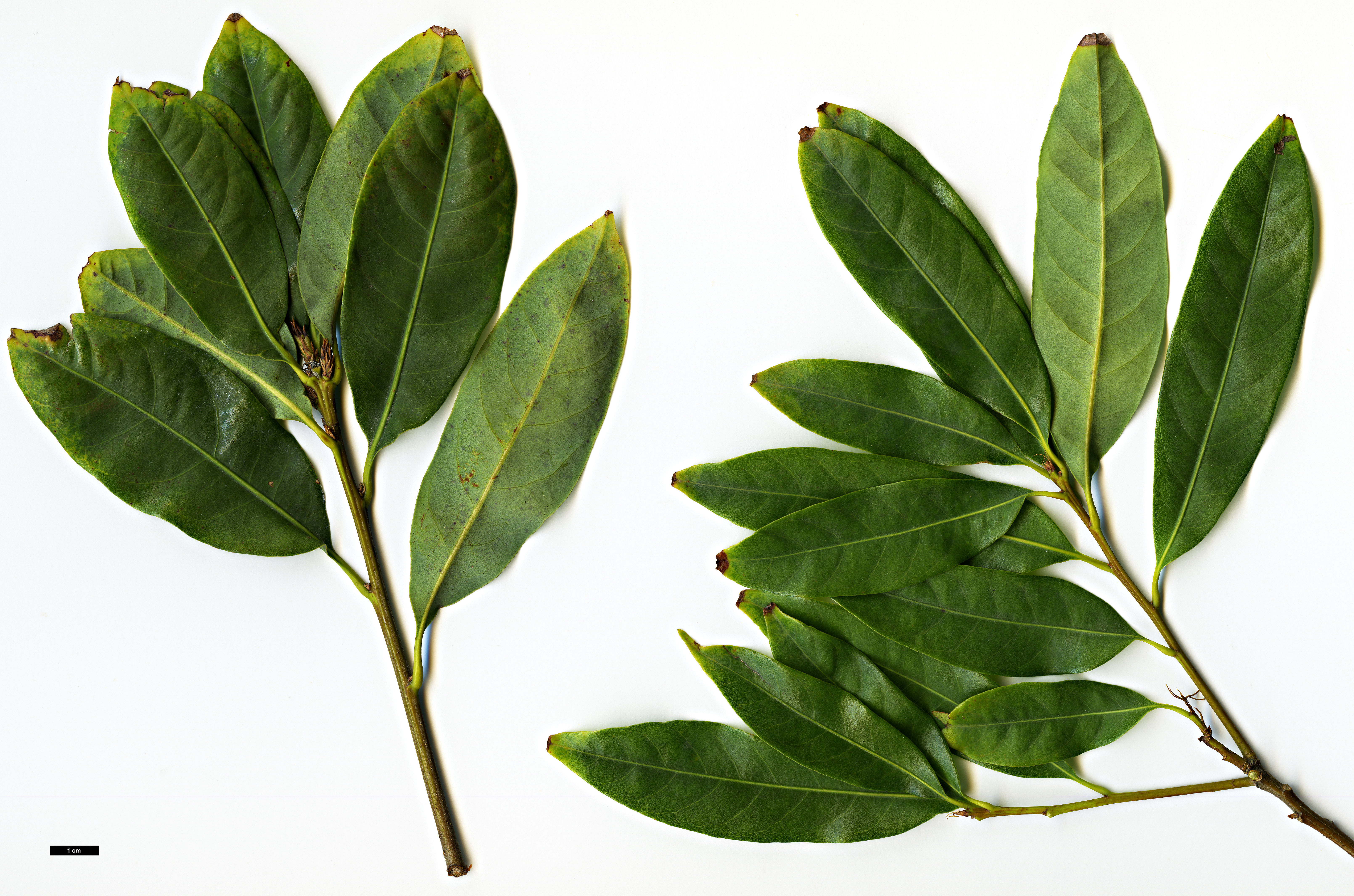 High resolution image: Family: Fagaceae - Genus: Quercus - Taxon: camusiae