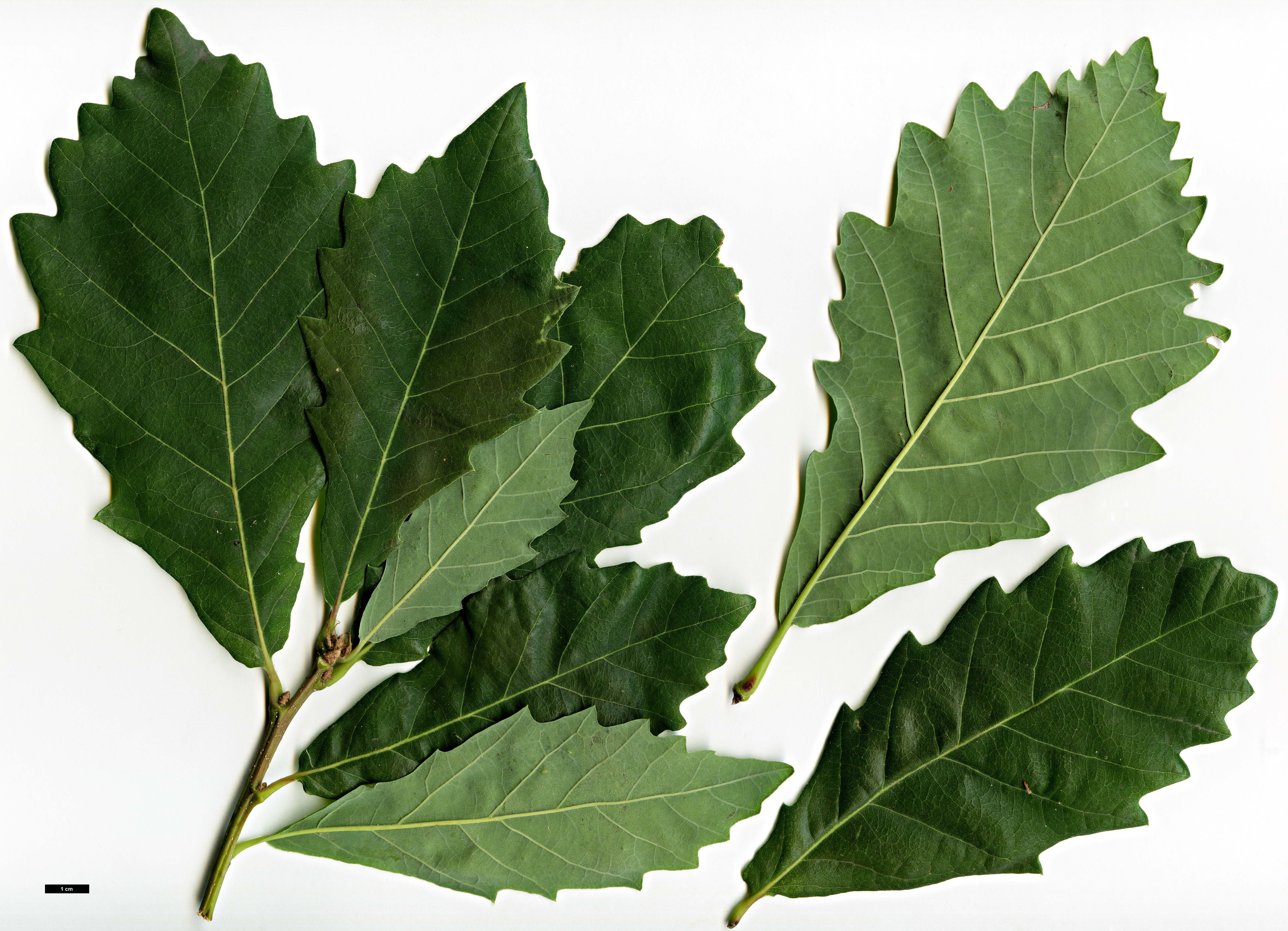 High resolution image: Family: Fagaceae - Genus: Quercus - Taxon: canariensis hybrid