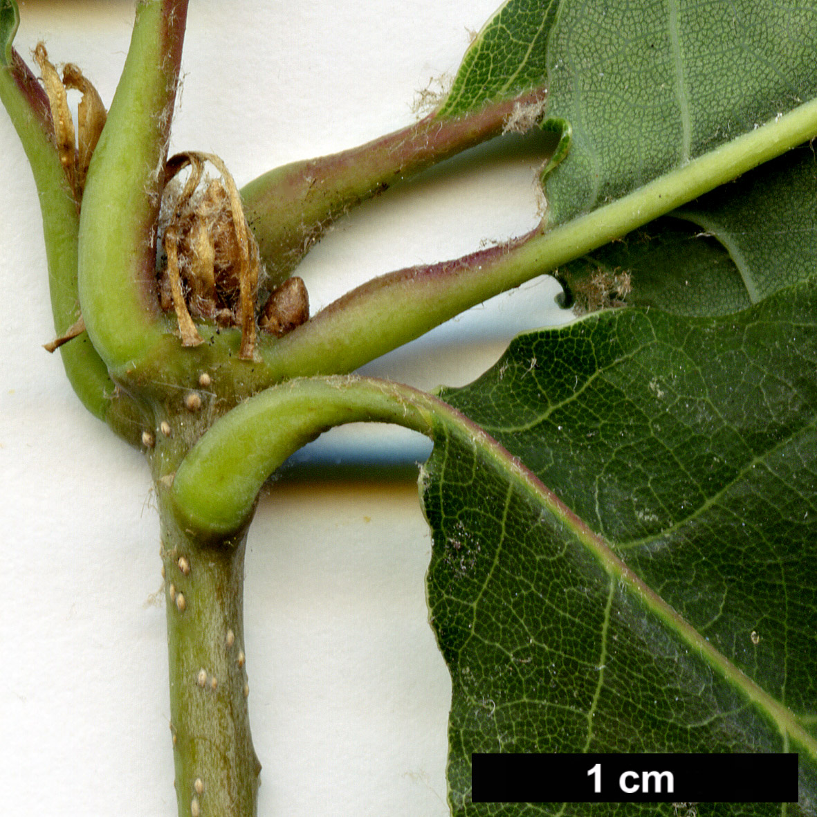 High resolution image: Family: Fagaceae - Genus: Quercus - Taxon: canariensis hybrid