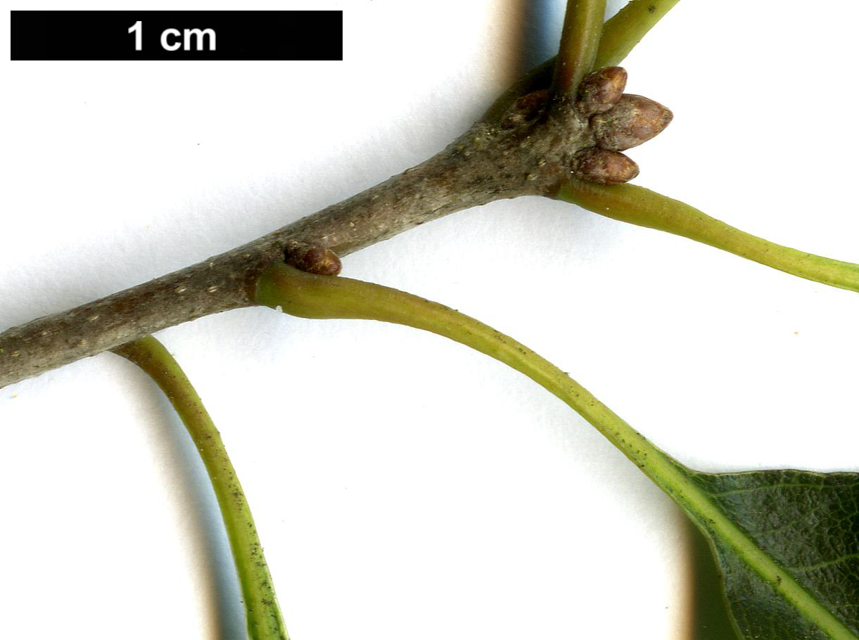 High resolution image: Family: Fagaceae - Genus: Quercus - Taxon: canbyi
