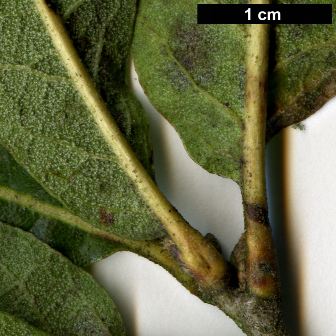 High resolution image: Family: Fagaceae - Genus: Quercus - Taxon: castanea