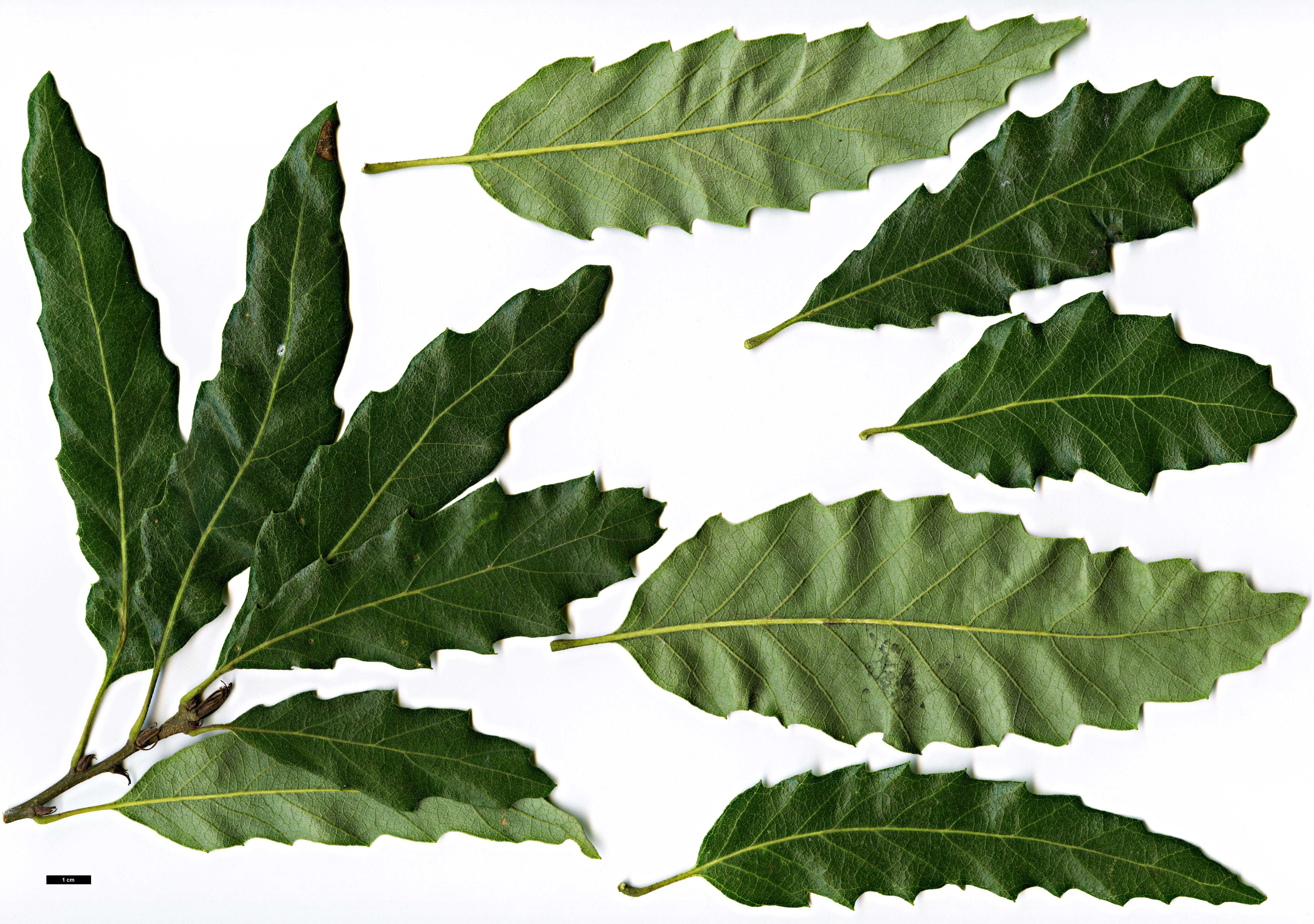 High resolution image: Family: Fagaceae - Genus: Quercus - Taxon: castaneifolia