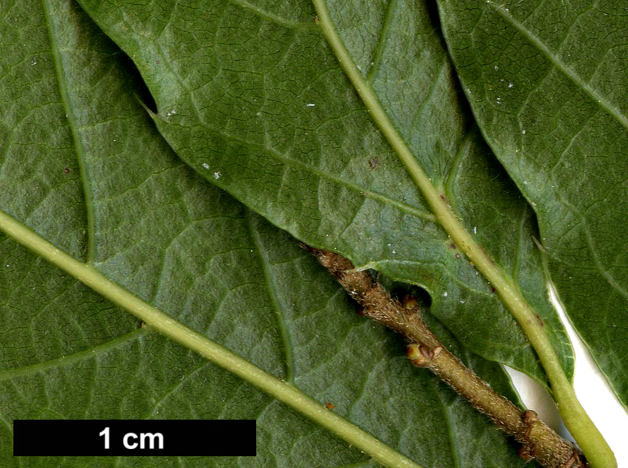 High resolution image: Family: Fagaceae - Genus: Quercus - Taxon: chenii