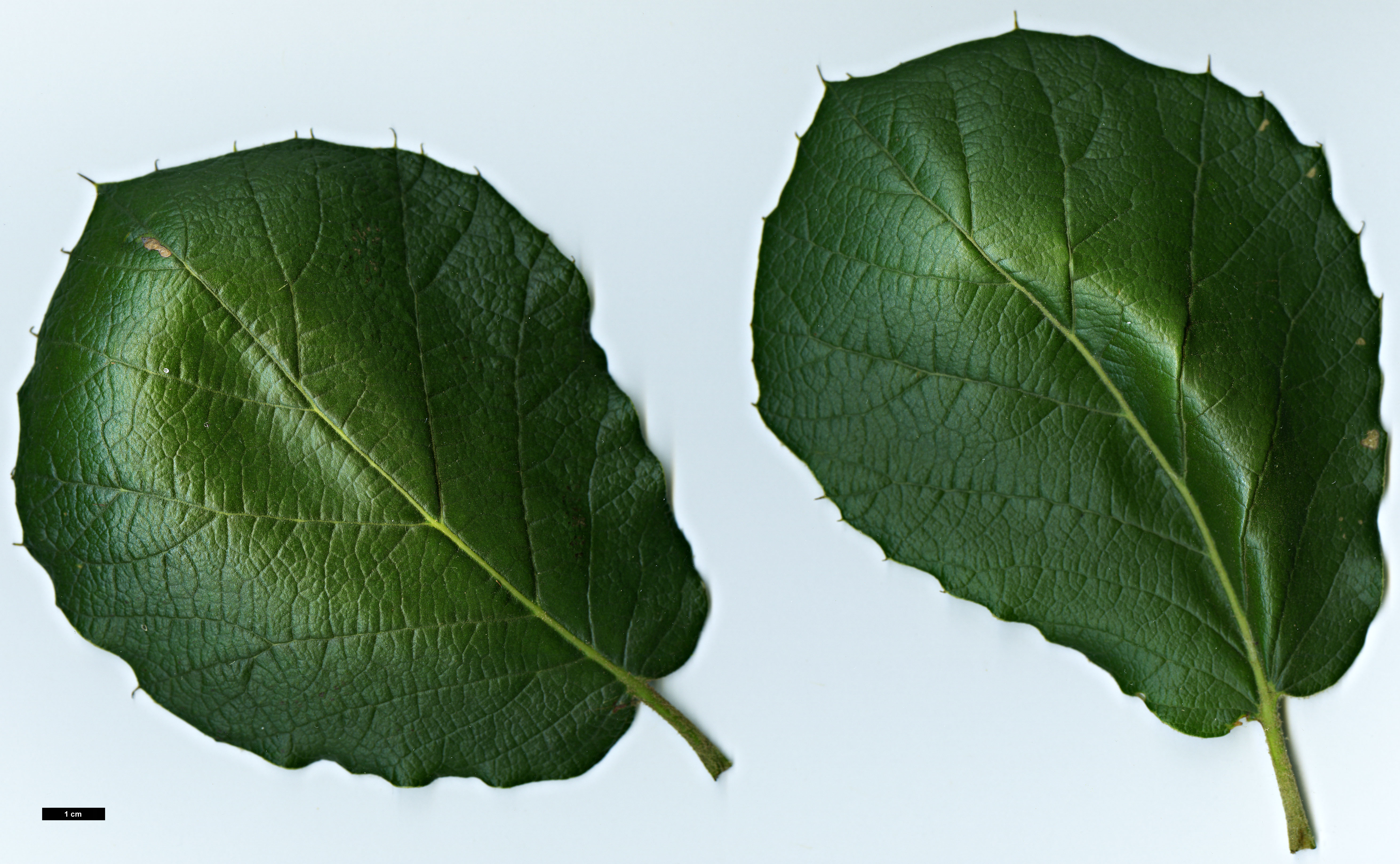 High resolution image: Family: Fagaceae - Genus: Quercus - Taxon: conzattii