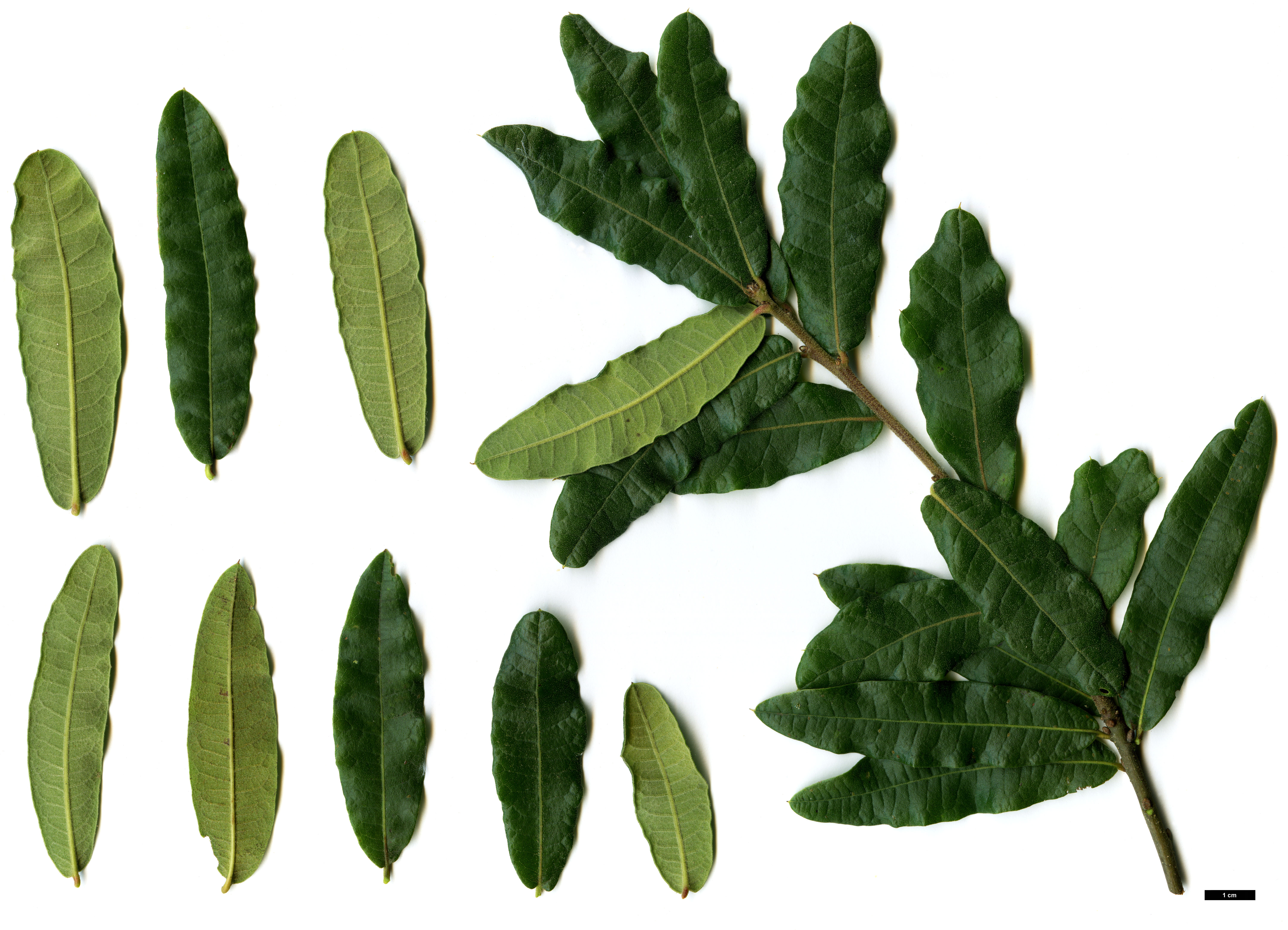 High resolution image: Family: Fagaceae - Genus: Quercus - Taxon: crassipes