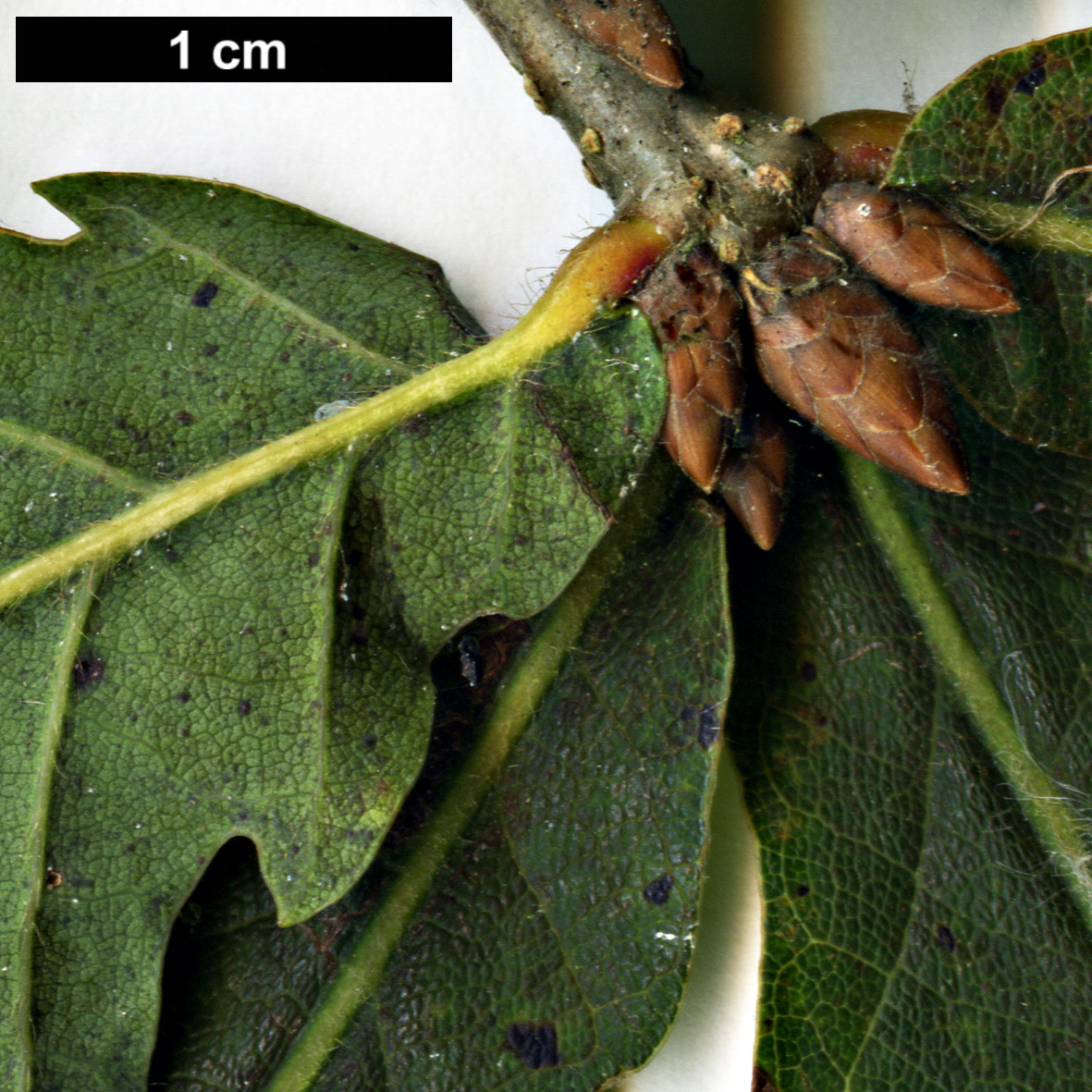 High resolution image: Family: Fagaceae - Genus: Quercus - Taxon: crispula