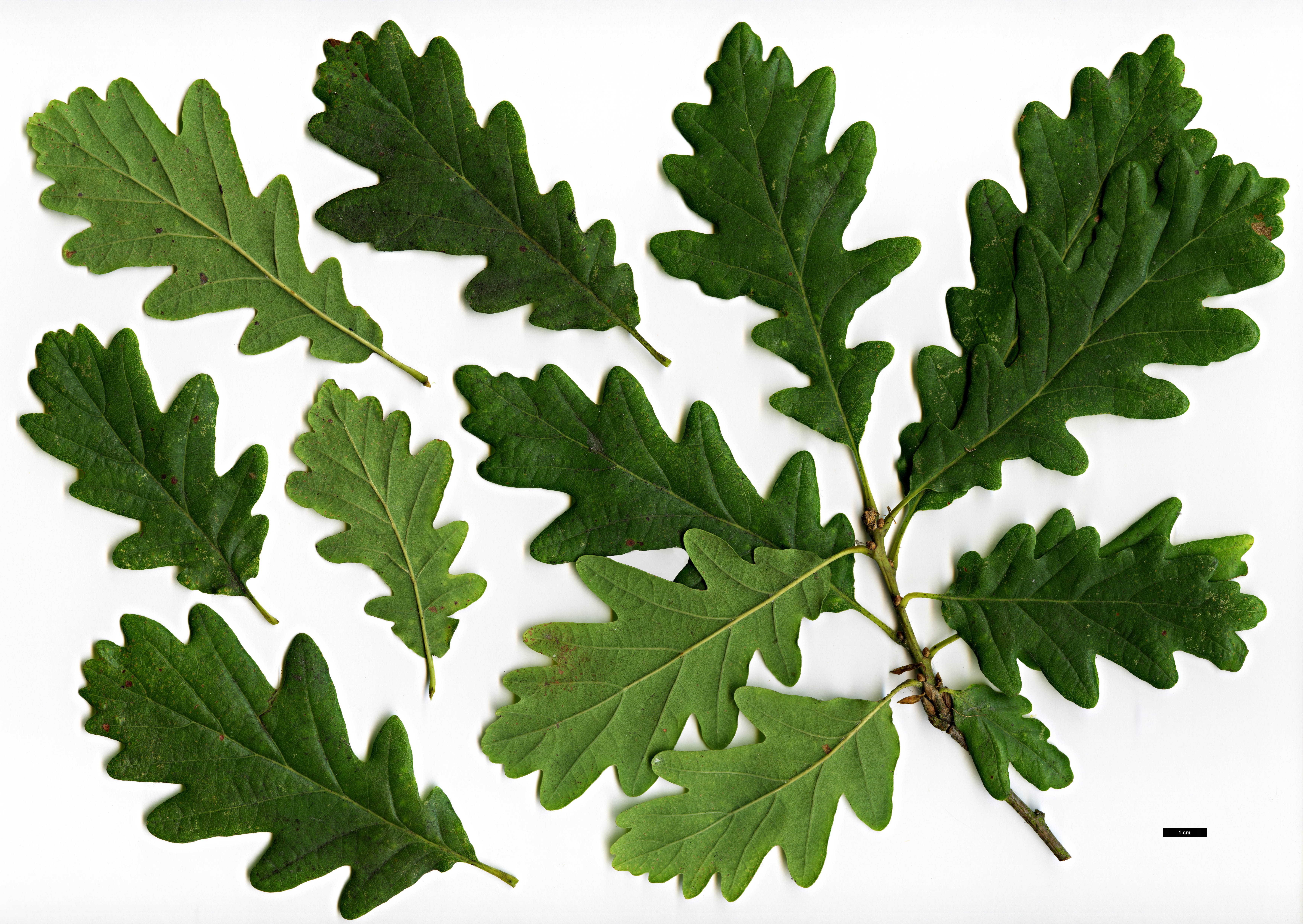 High resolution image: Family: Fagaceae - Genus: Quercus - Taxon: dalechampii