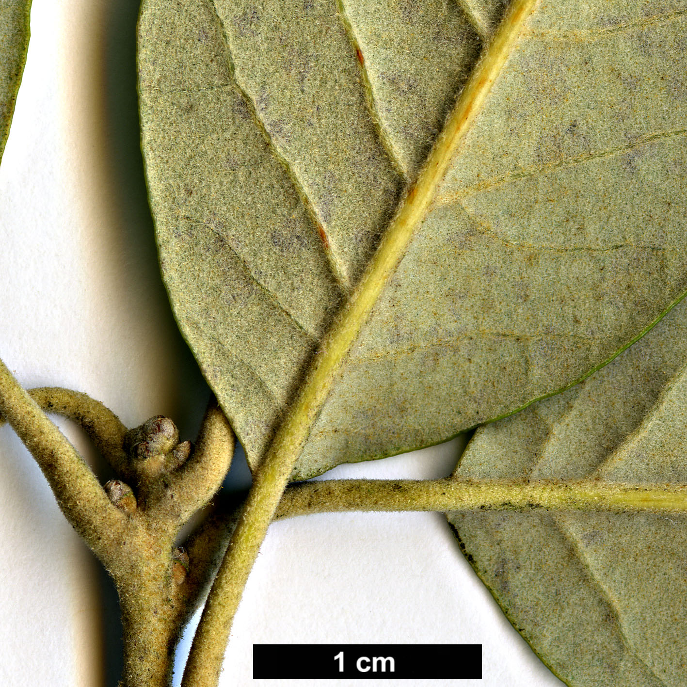 High resolution image: Family: Fagaceae - Genus: Quercus - Taxon: delavayi
