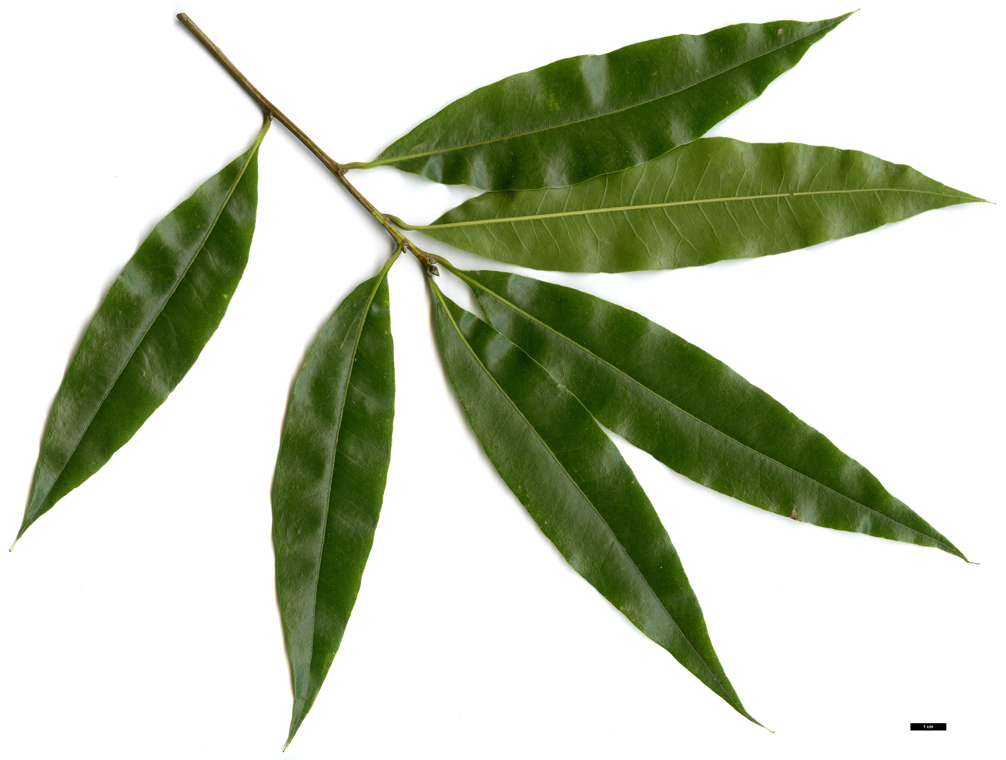 High resolution image: Family: Fagaceae - Genus: Quercus - Taxon: delgadoana