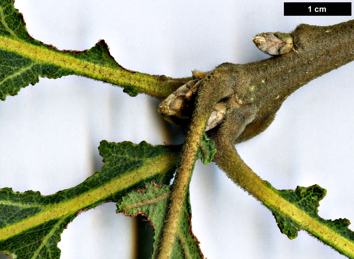 High resolution image: Family: Fagaceae - Genus: Quercus - Taxon: dentata - SpeciesSub: 'Pinnatifida'