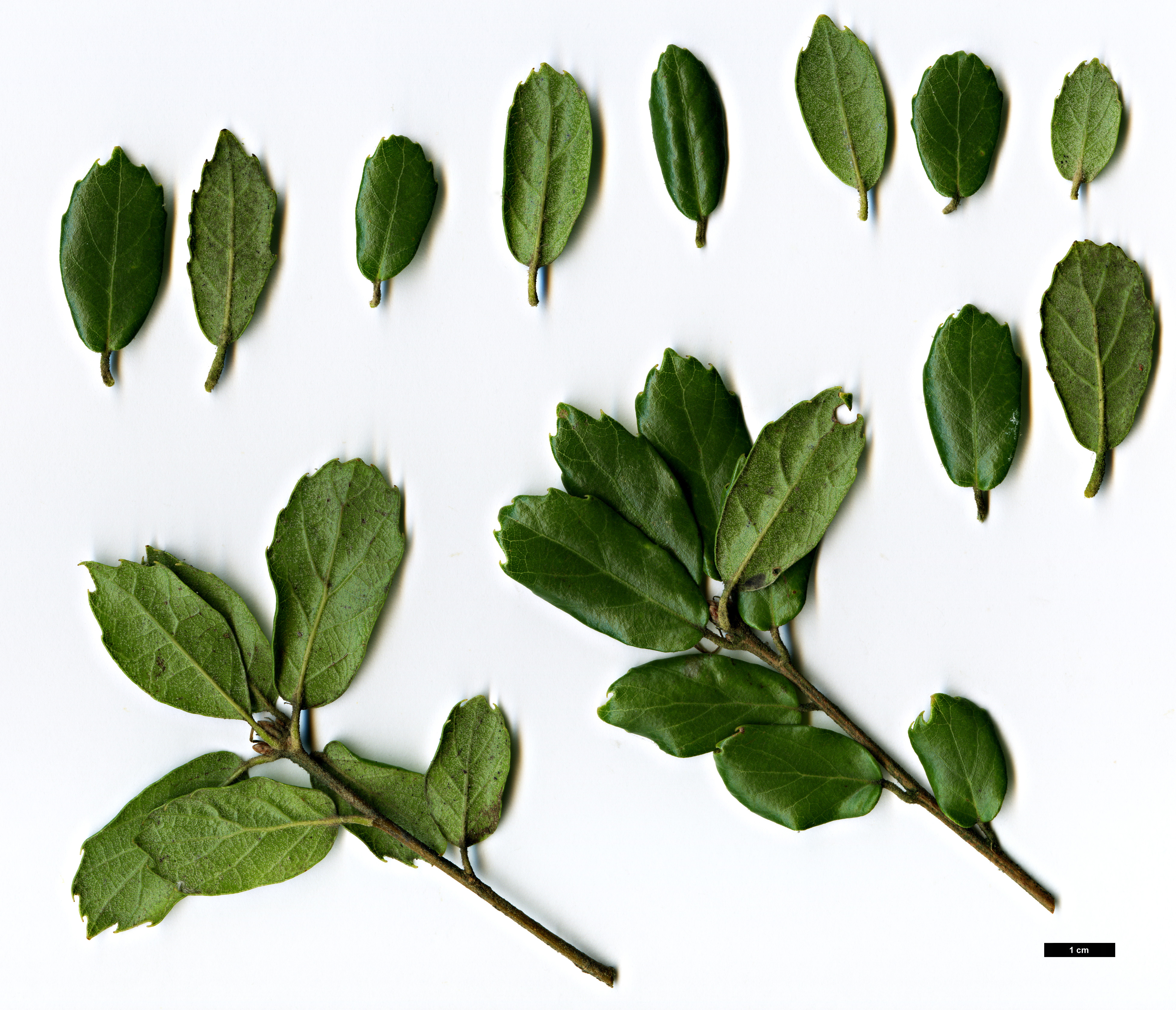 High resolution image: Family: Fagaceae - Genus: Quercus - Taxon: dolicholepis