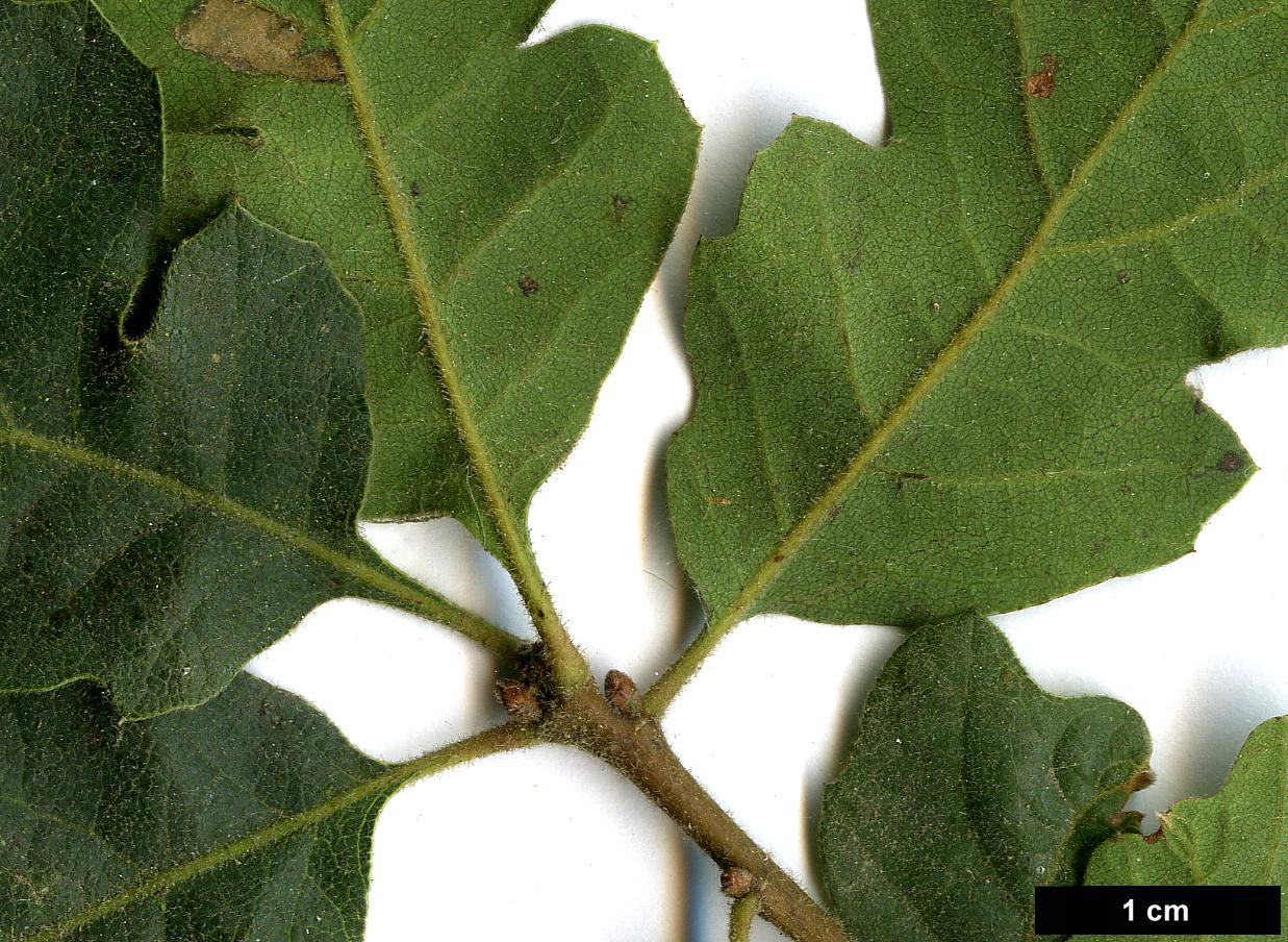 High resolution image: Family: Fagaceae - Genus: Quercus - Taxon: douglasii