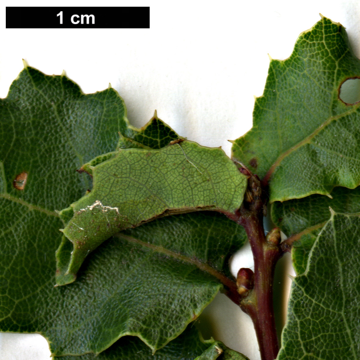 High resolution image: Family: Fagaceae - Genus: Quercus - Taxon: dumosa