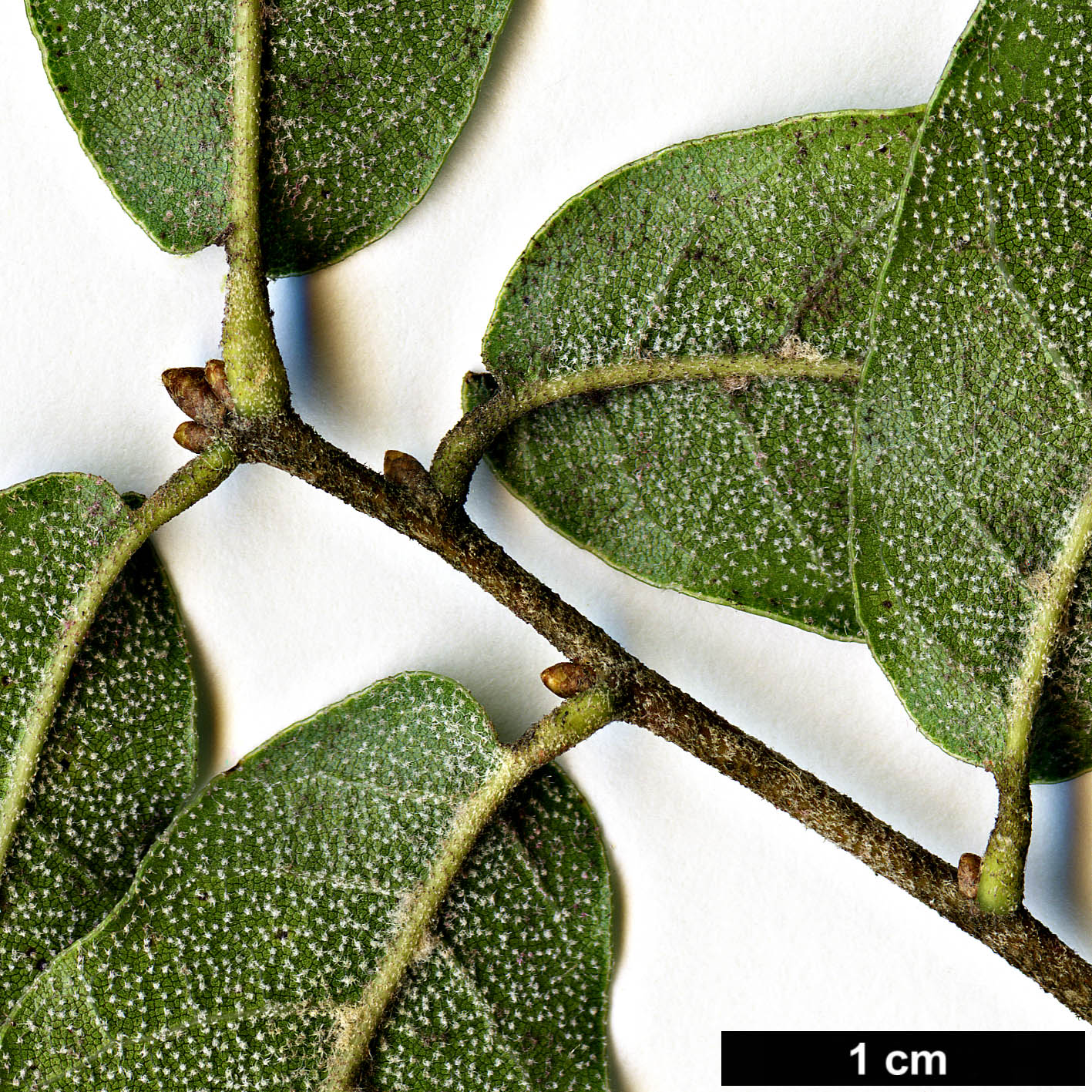 High resolution image: Family: Fagaceae - Genus: Quercus - Taxon: eduardi