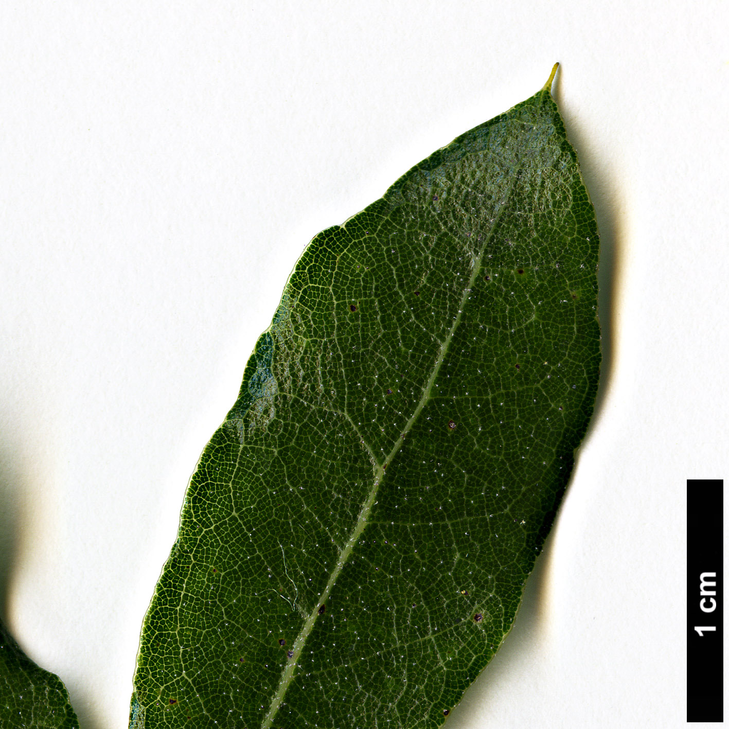 High resolution image: Family: Fagaceae - Genus: Quercus - Taxon: eduardi