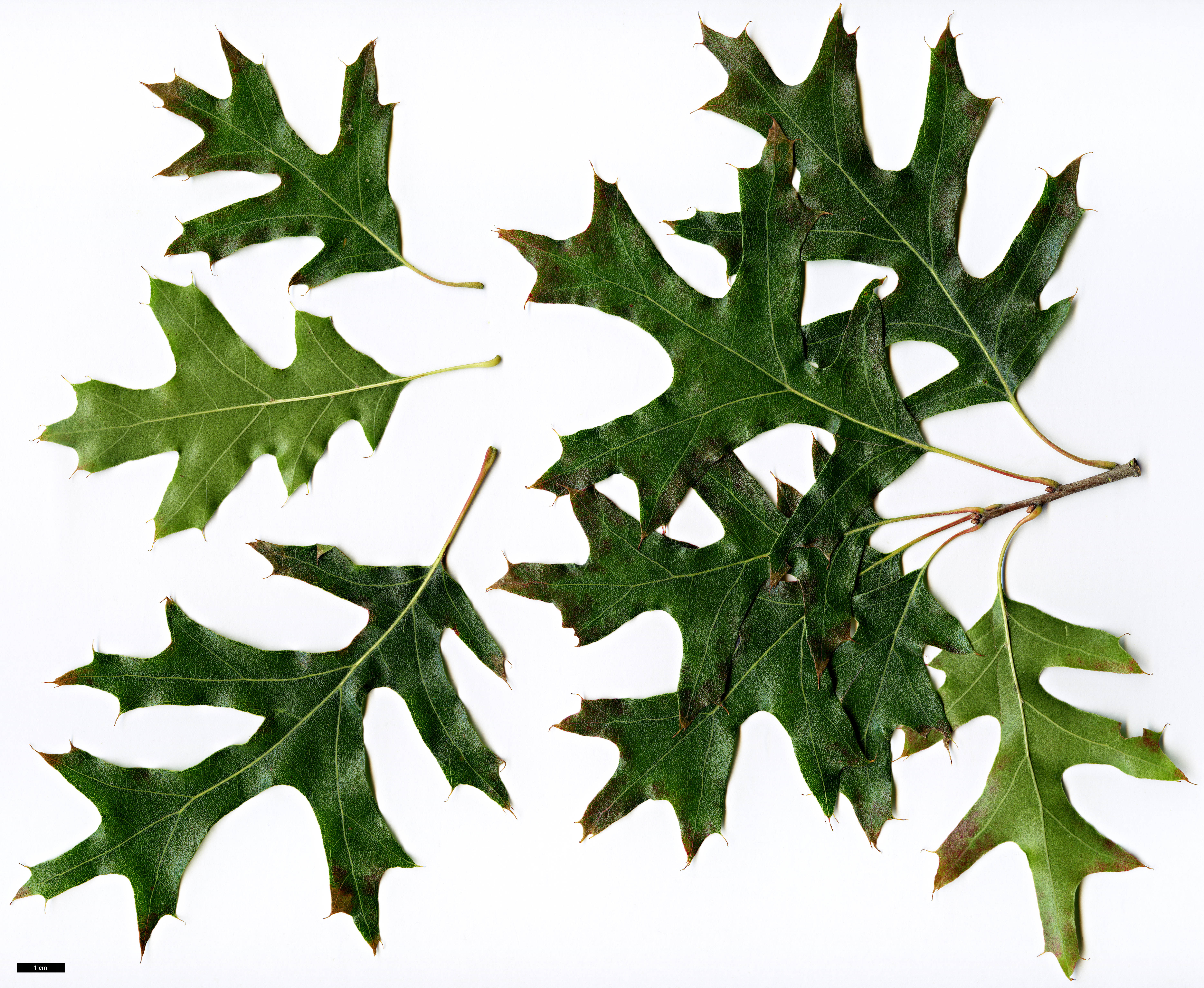 High resolution image: Family: Fagaceae - Genus: Quercus - Taxon: ellipsoidalis